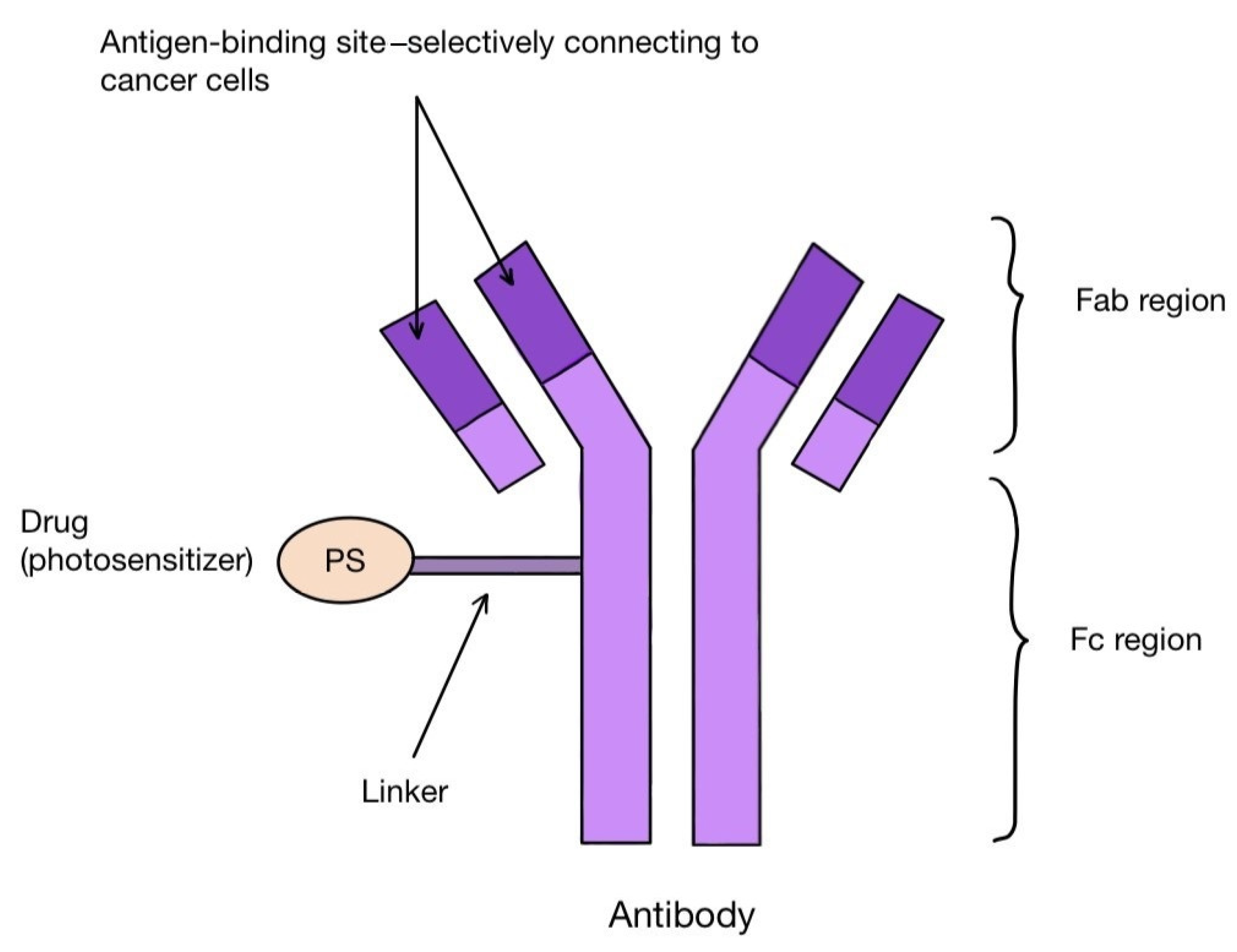 Pharmaceuticals 17 00932 g005