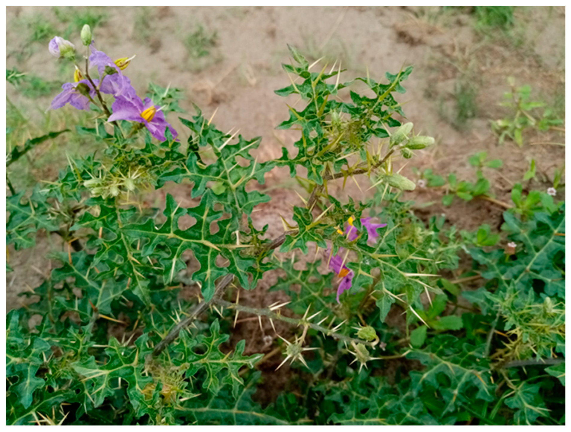 Pharmaceuticals 17 00948 g001