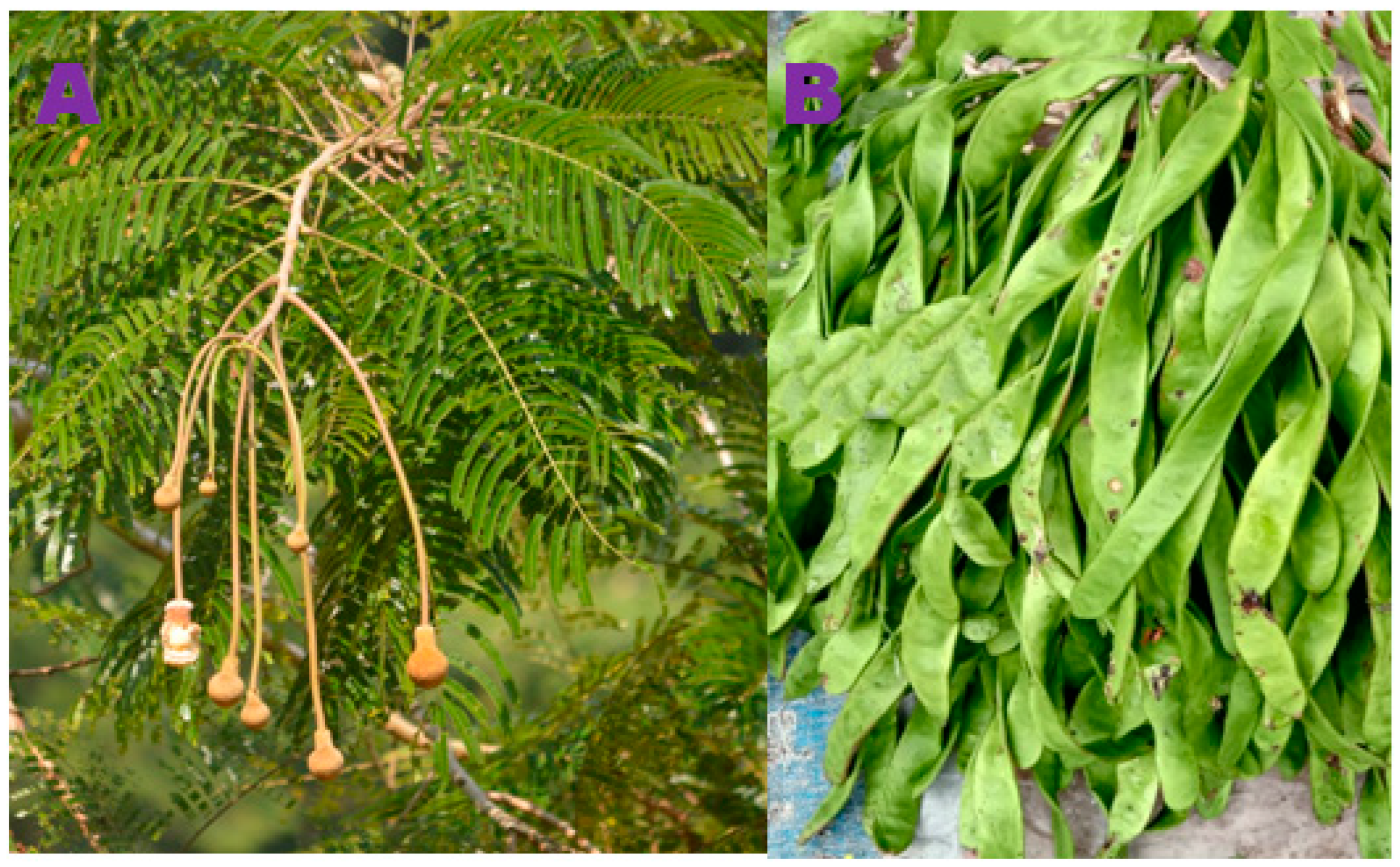 Pharmaceuticals 17 00968 g012