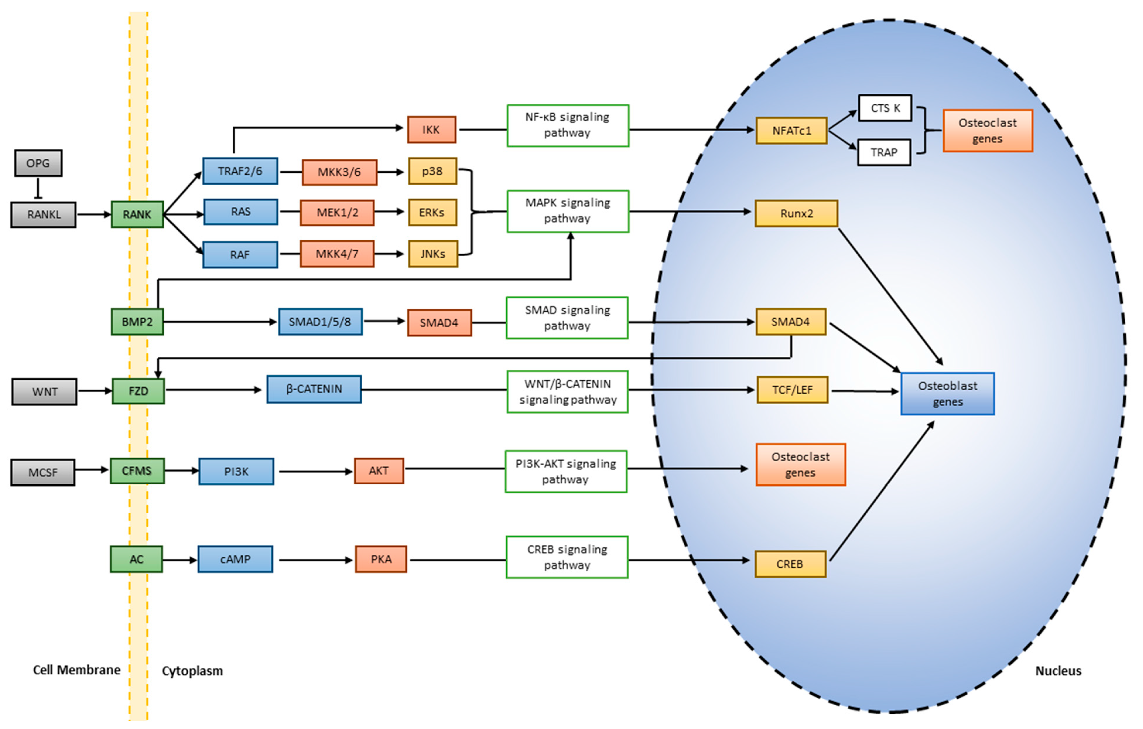 Pharmaceuticals 17 00984 g001