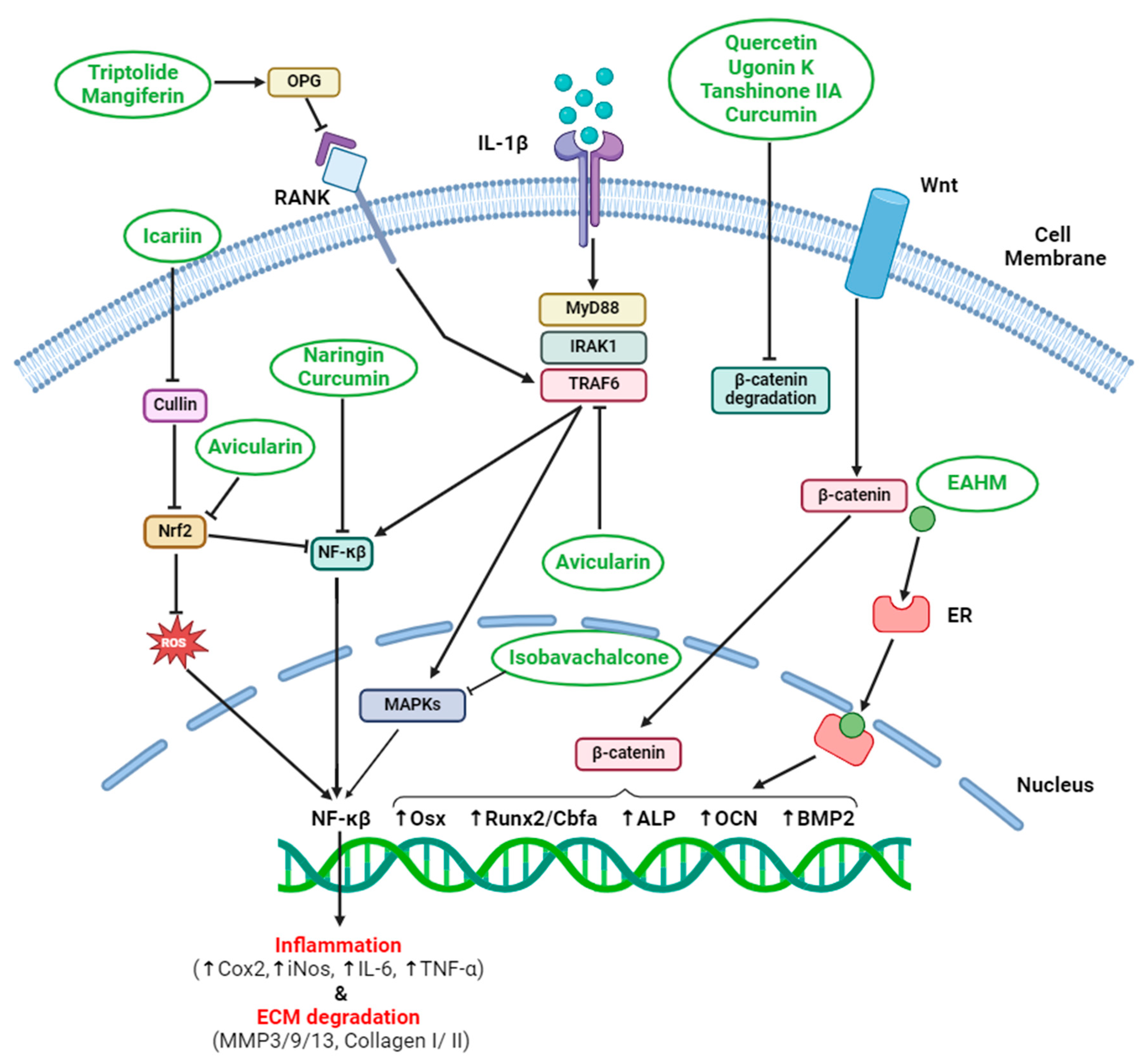 Pharmaceuticals 17 00984 g002