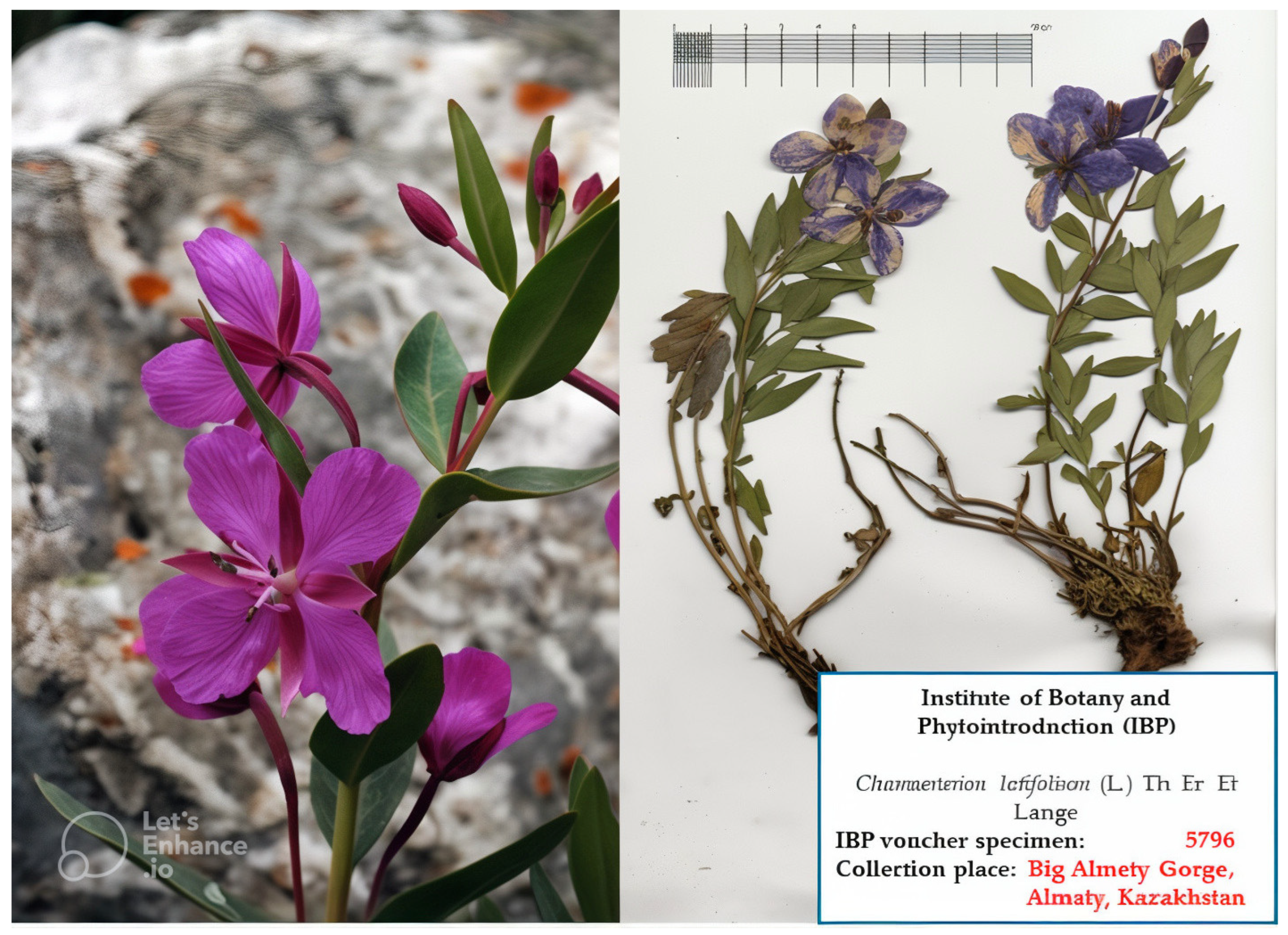 Pharmaceuticals 17 00996 g005