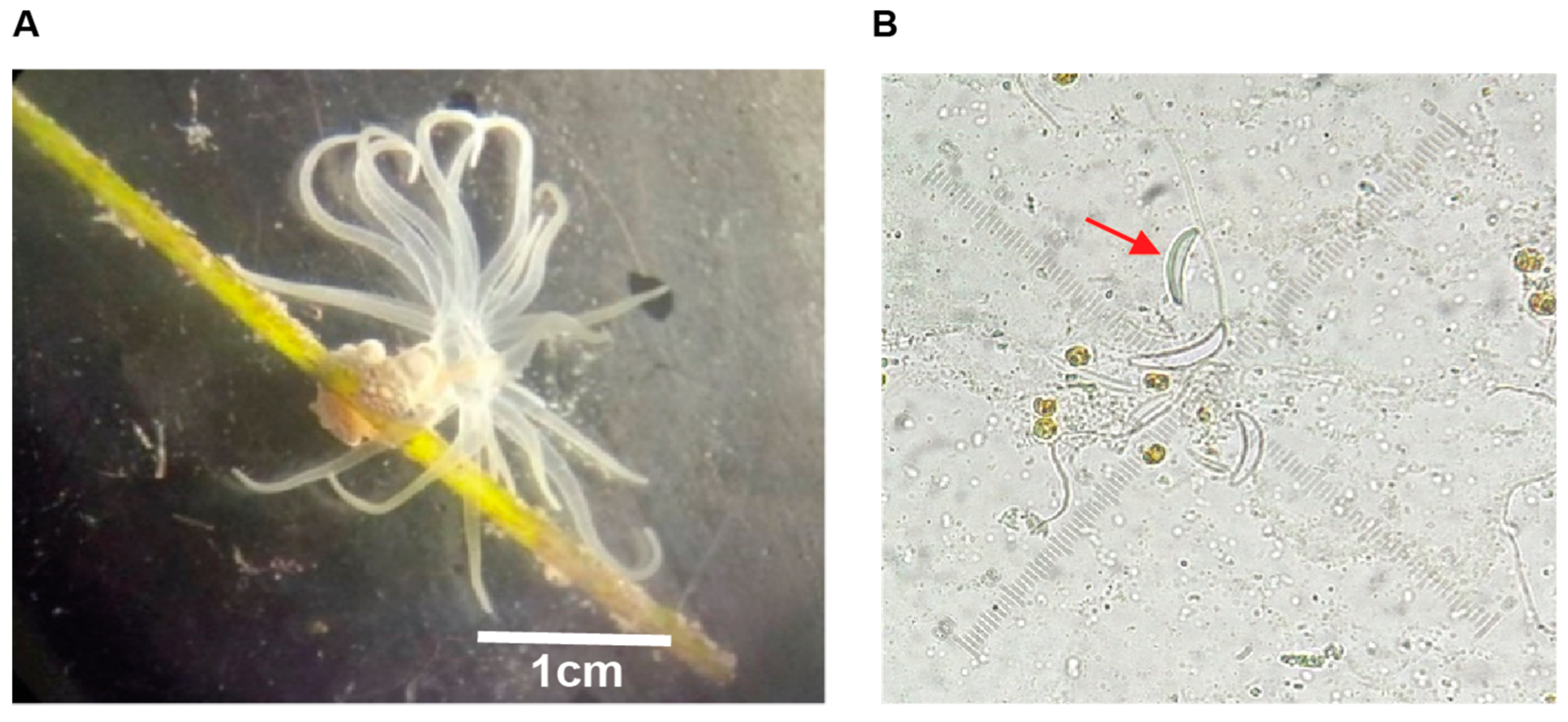Pharmaceuticals 17 01006 g001