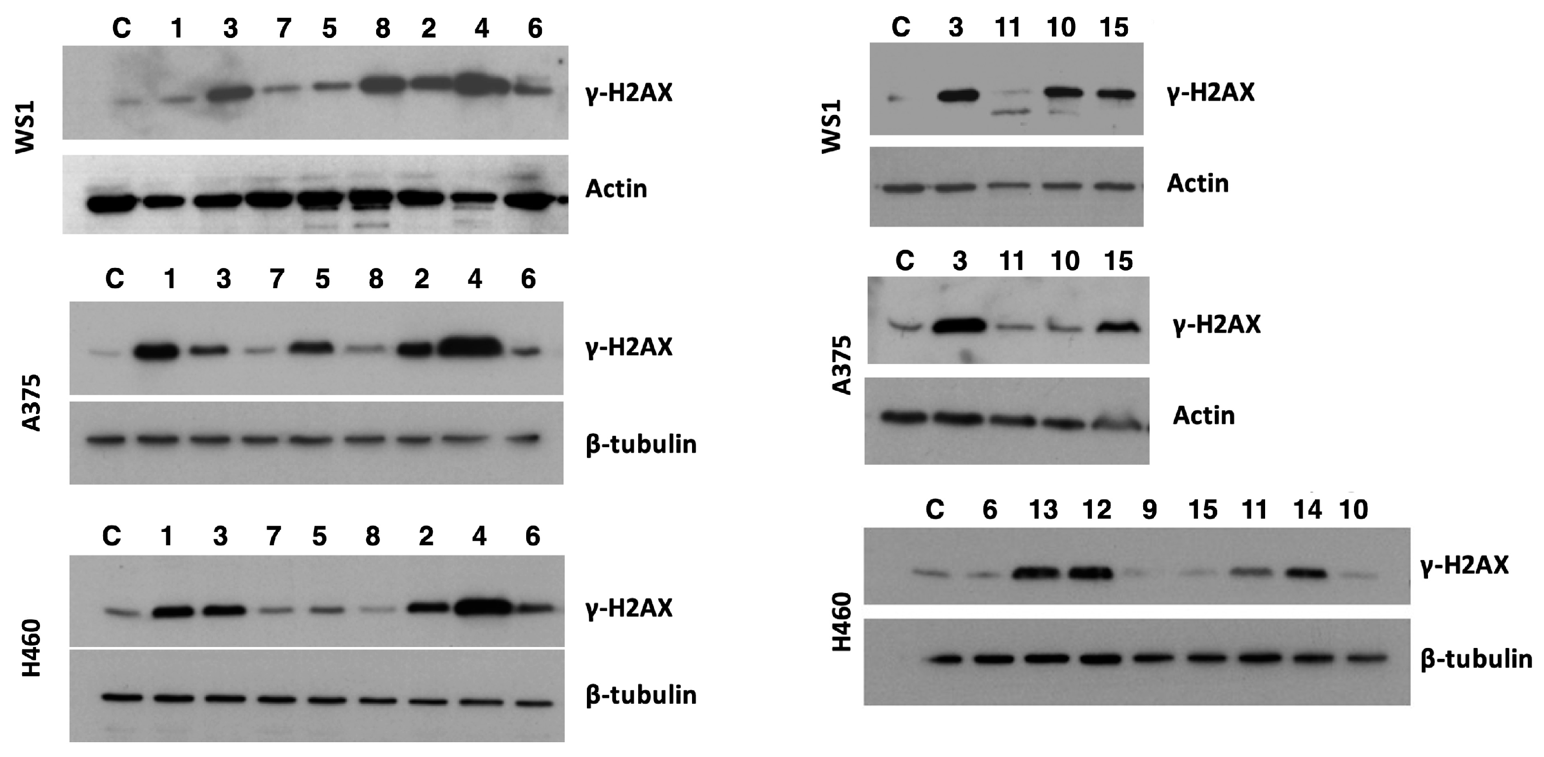 Pharmaceuticals 17 01012 g003