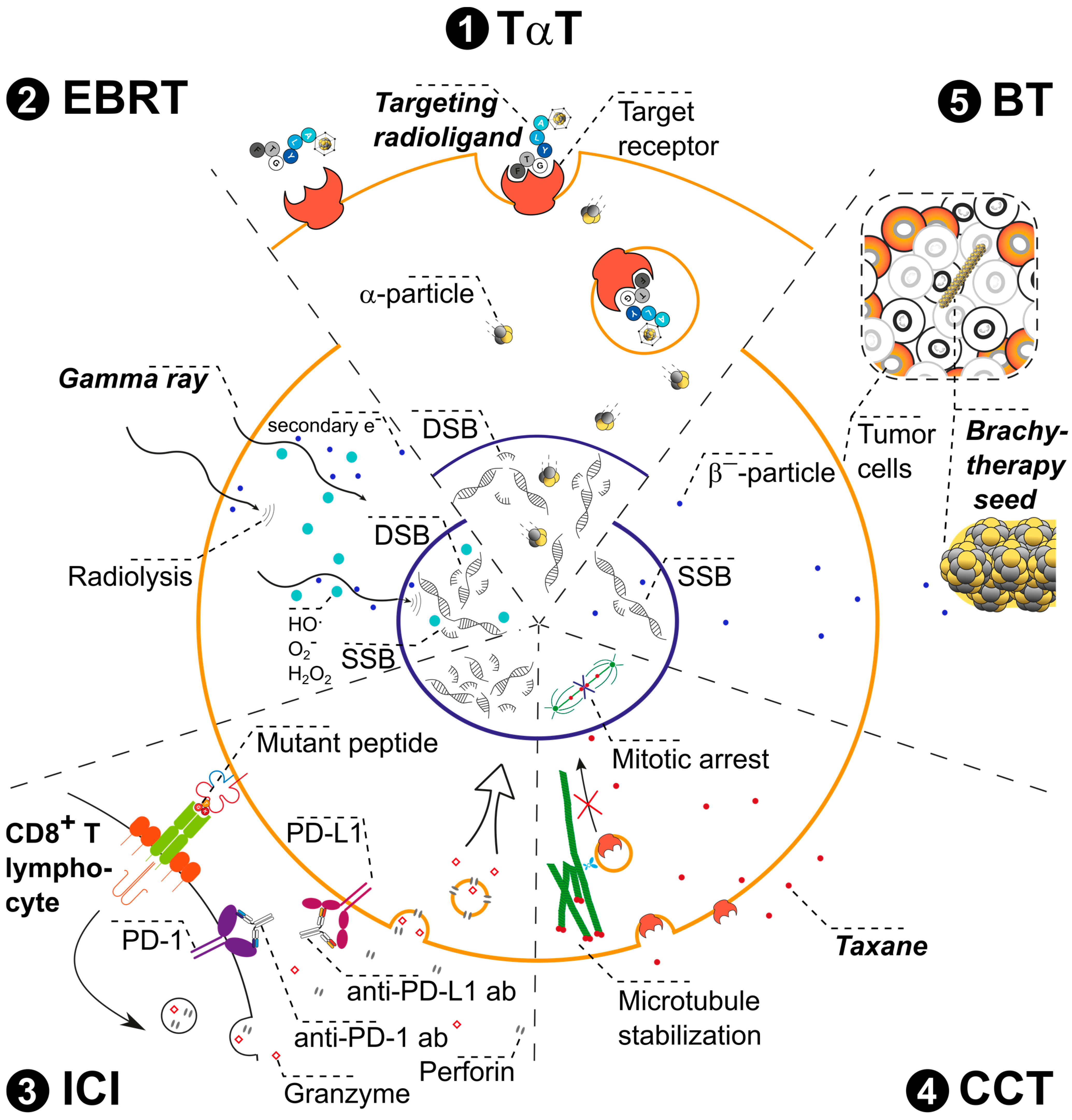 Pharmaceuticals 17 01031 g001