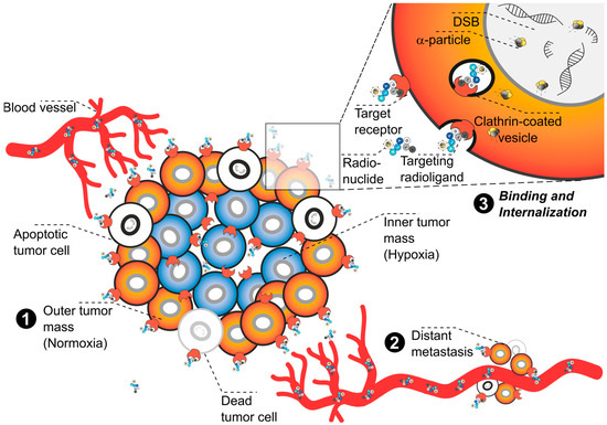 Pharmaceuticals 17 01031 g002