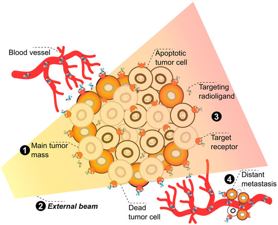 Pharmaceuticals 17 01031 g003
