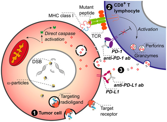 Pharmaceuticals 17 01031 g004