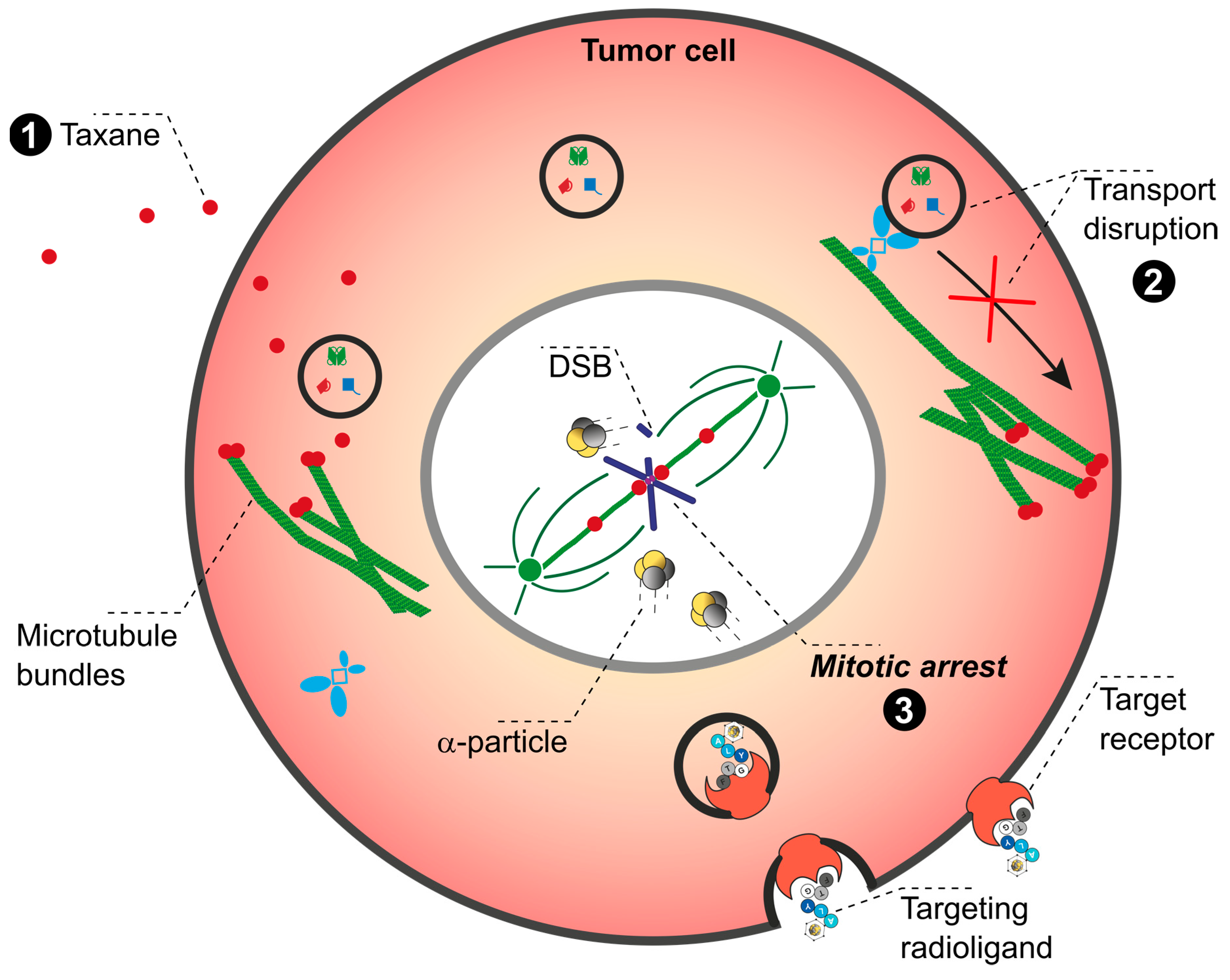 Pharmaceuticals 17 01031 g005