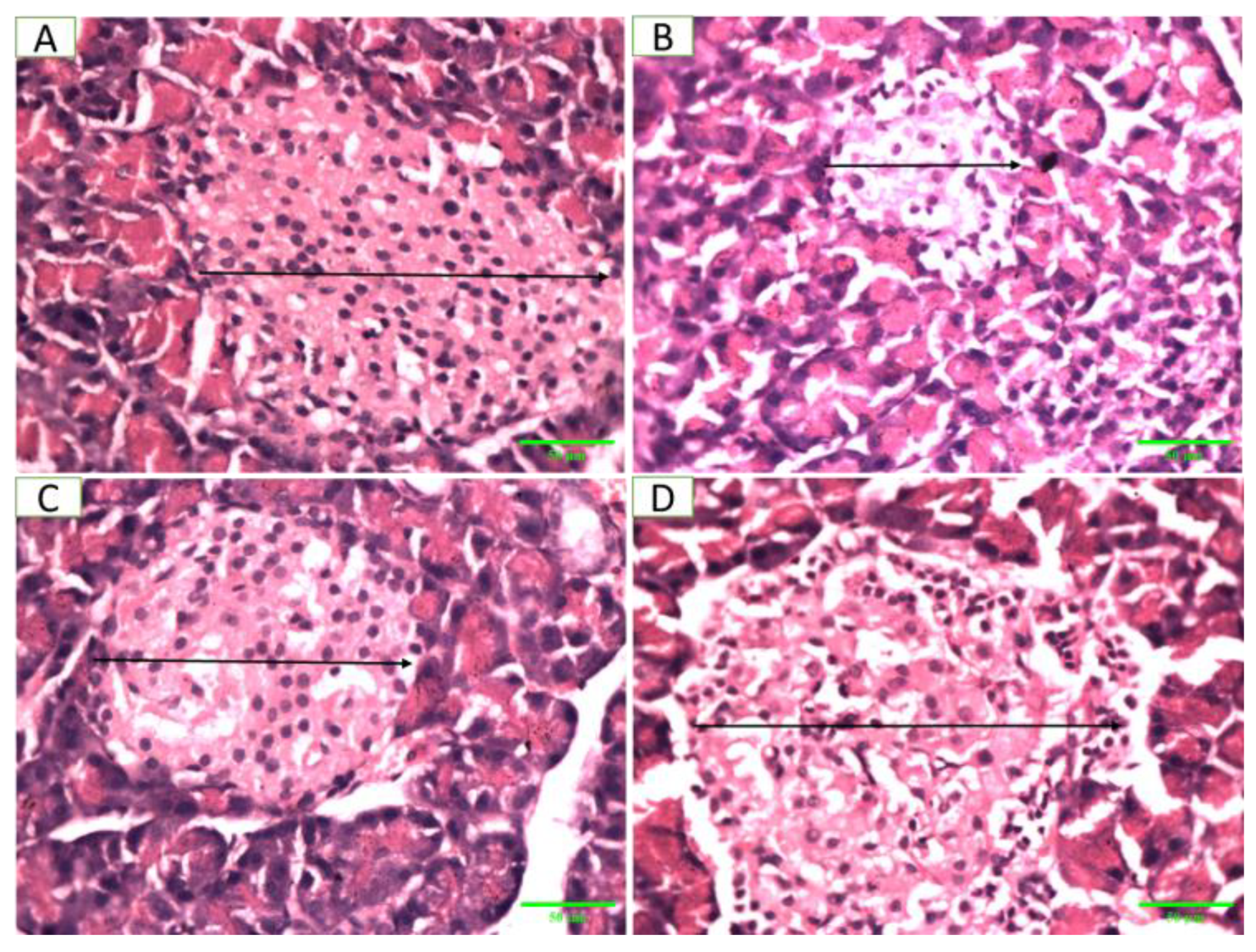 Pharmaceuticals 17 01046 g013