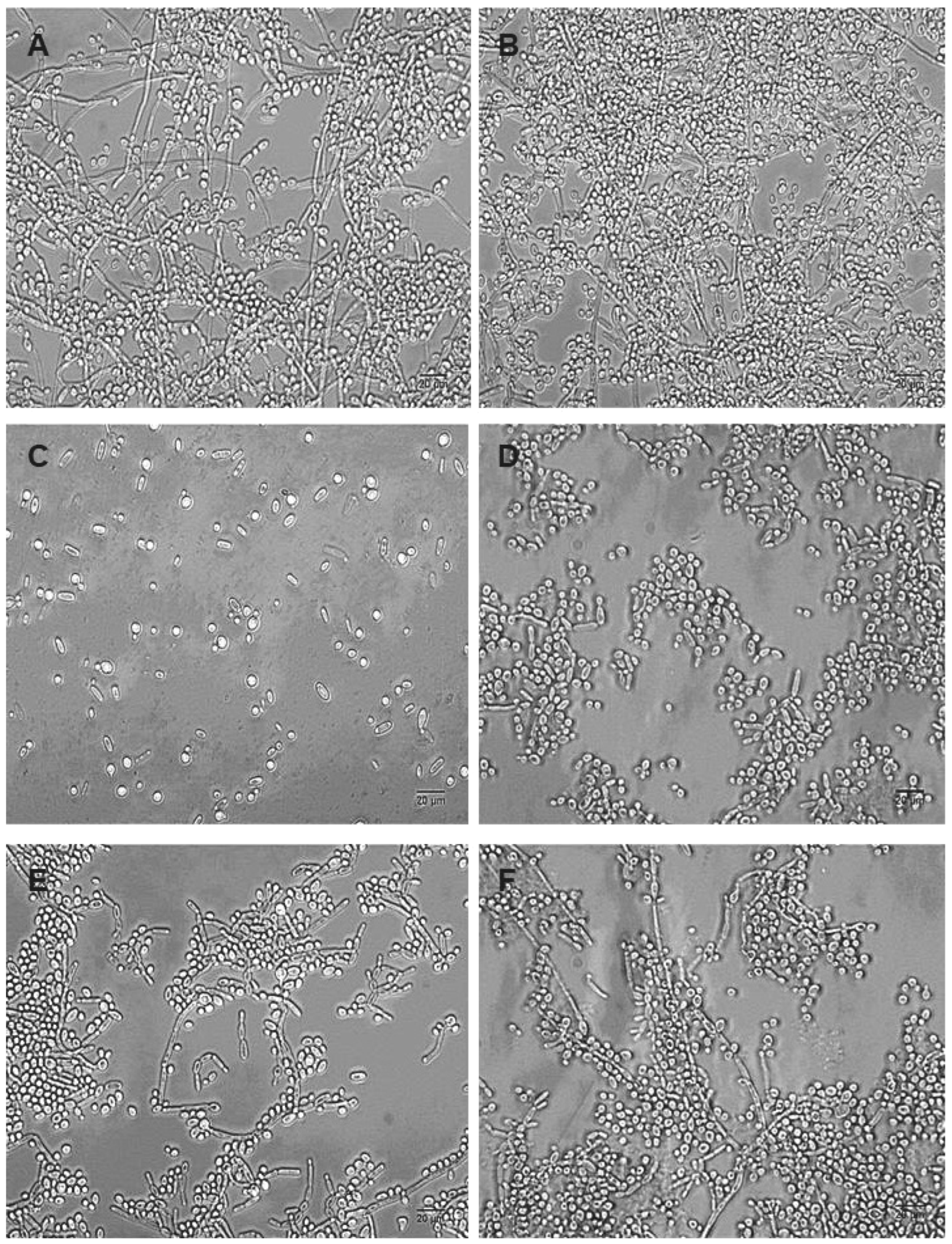 Pharmaceuticals 17 01078 g003