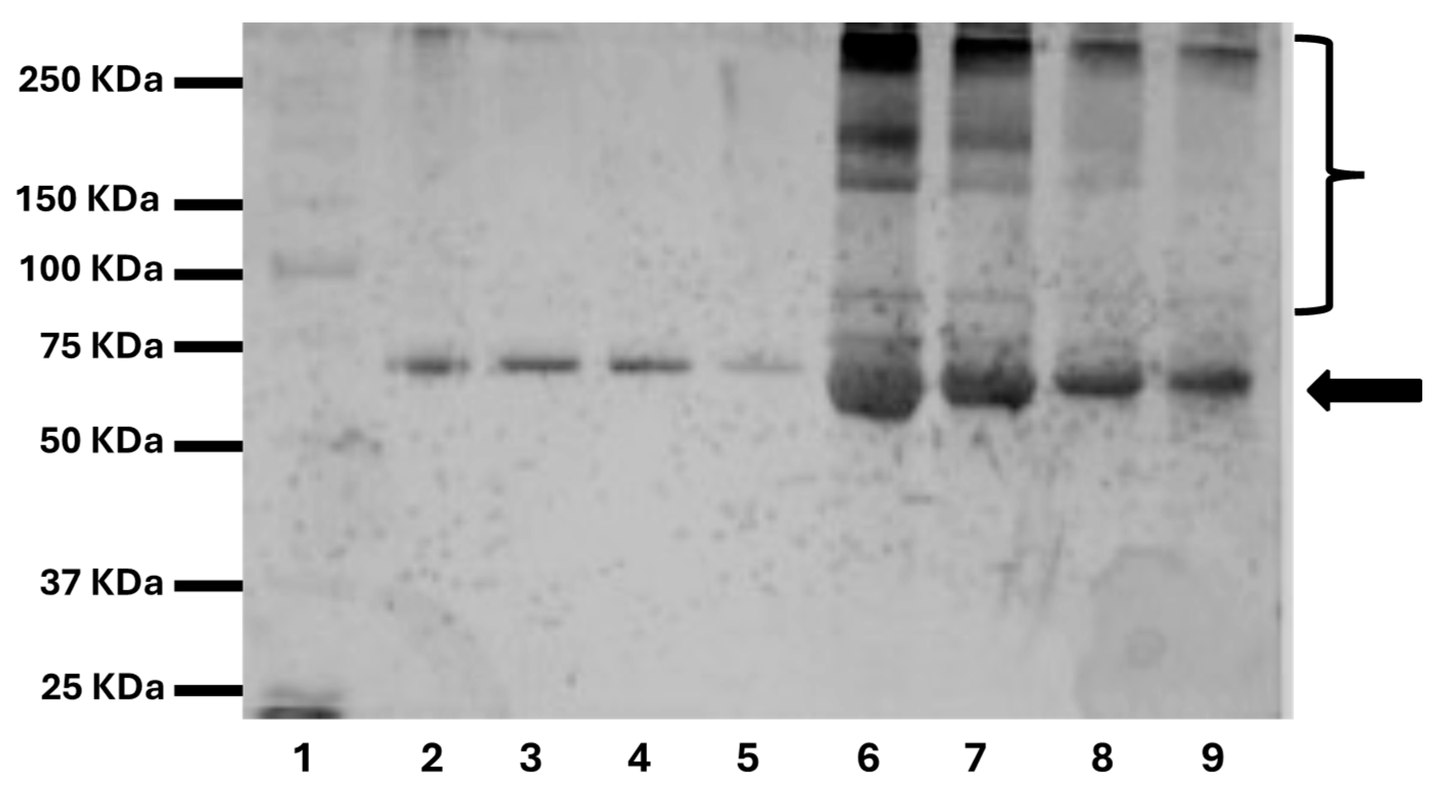 Pharmaceuticals 17 01111 g006