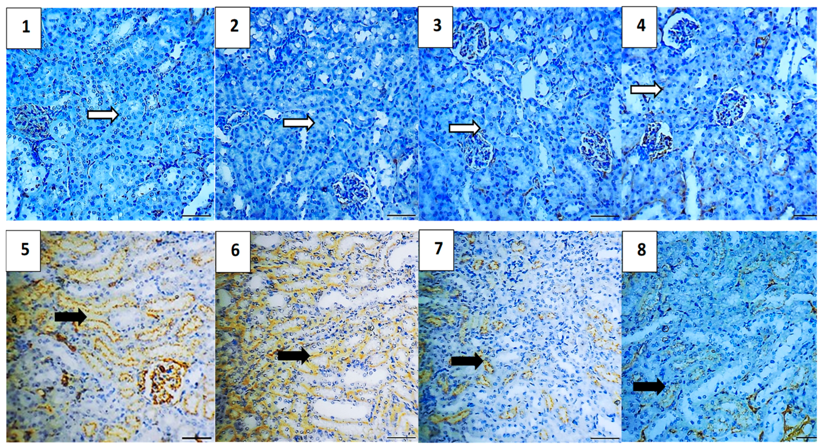 Pharmaceuticals 17 01144 g012