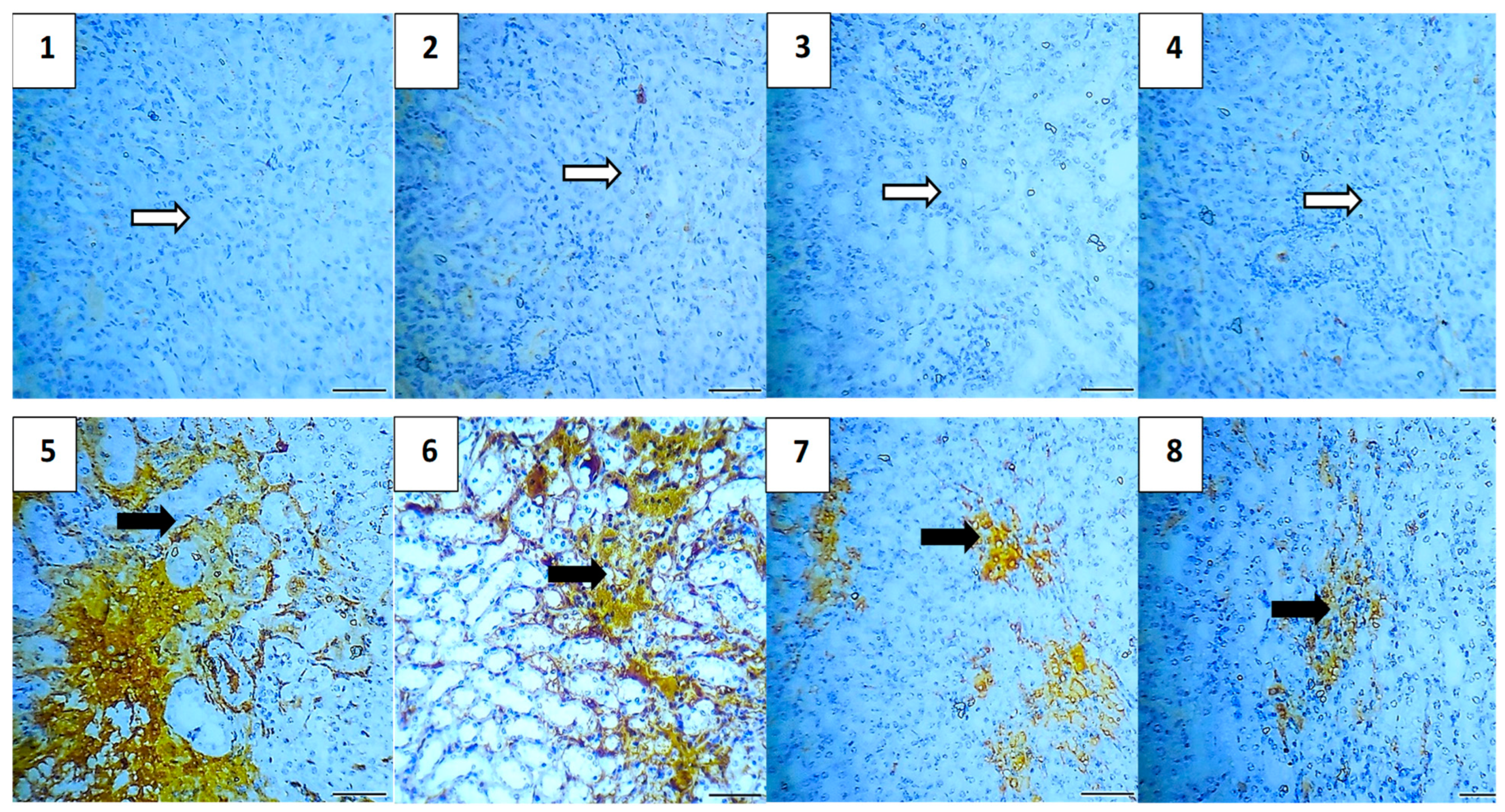 Pharmaceuticals 17 01144 g013