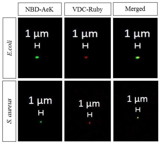 Pharmaceuticals 17 01150 g0a4