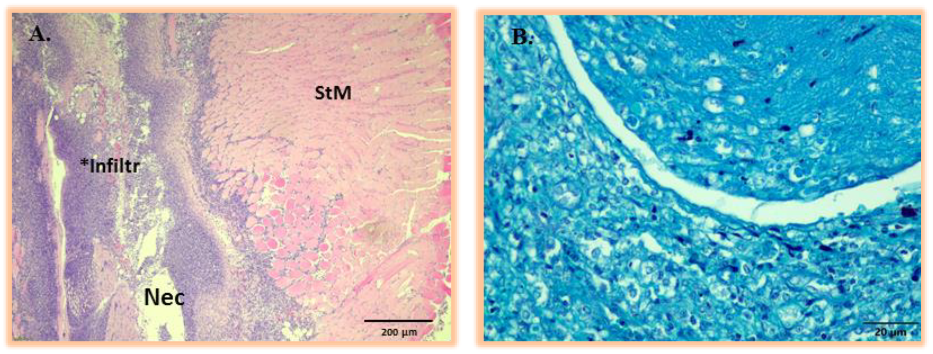 Pharmaceuticals 17 01150 g0a6