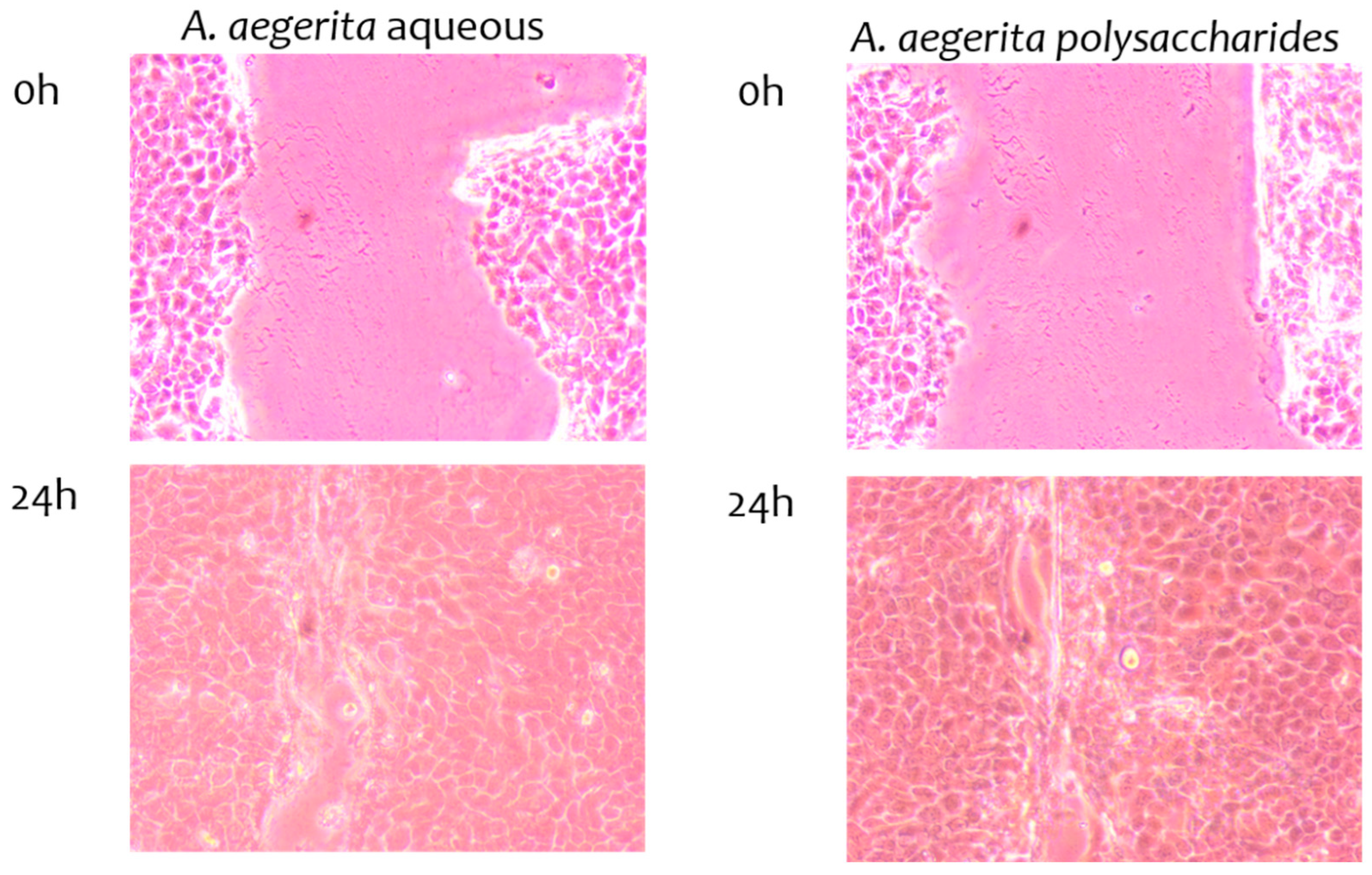 Pharmaceuticals 17 01153 g003