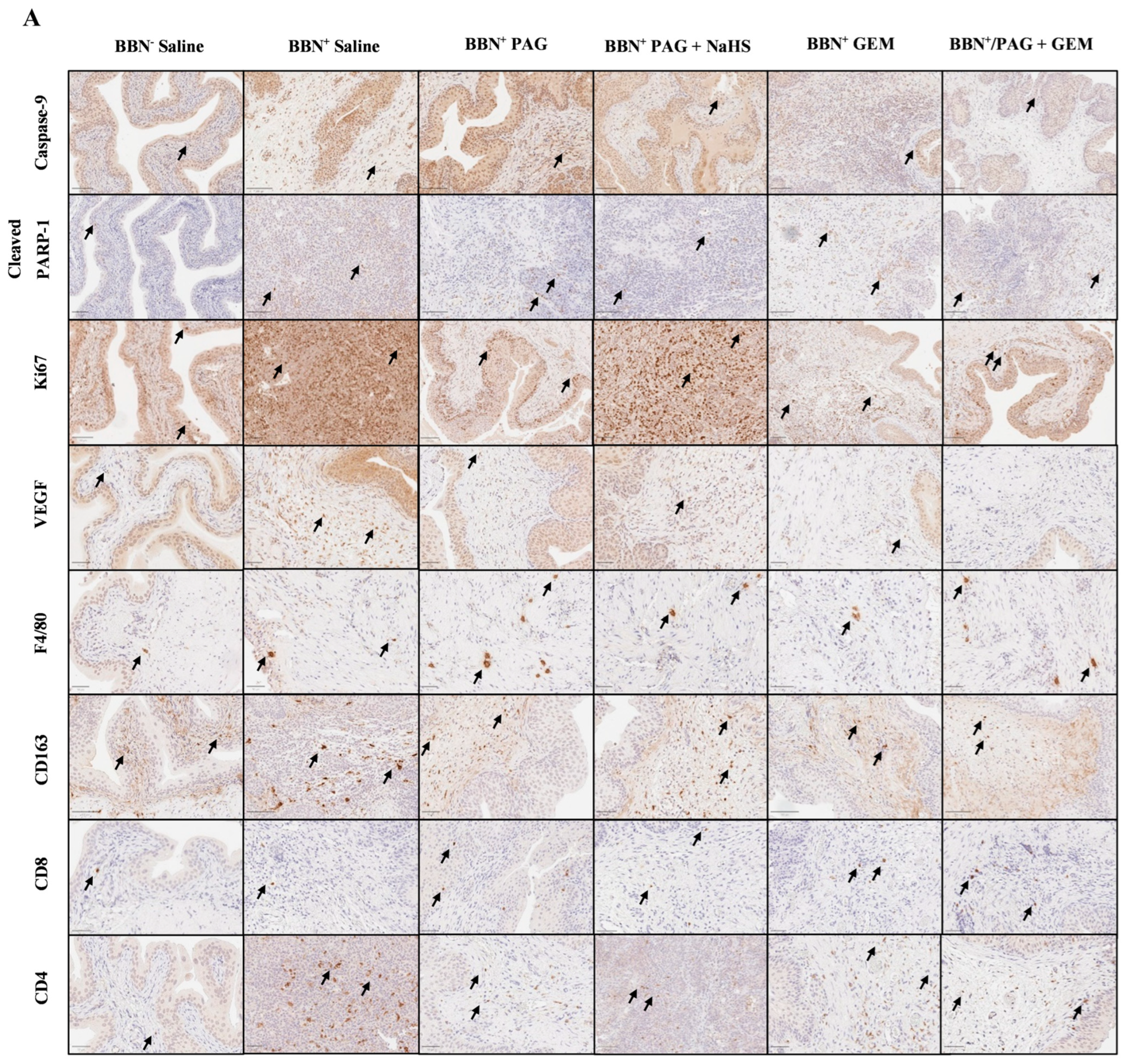 Pharmaceuticals 17 01212 g004a
