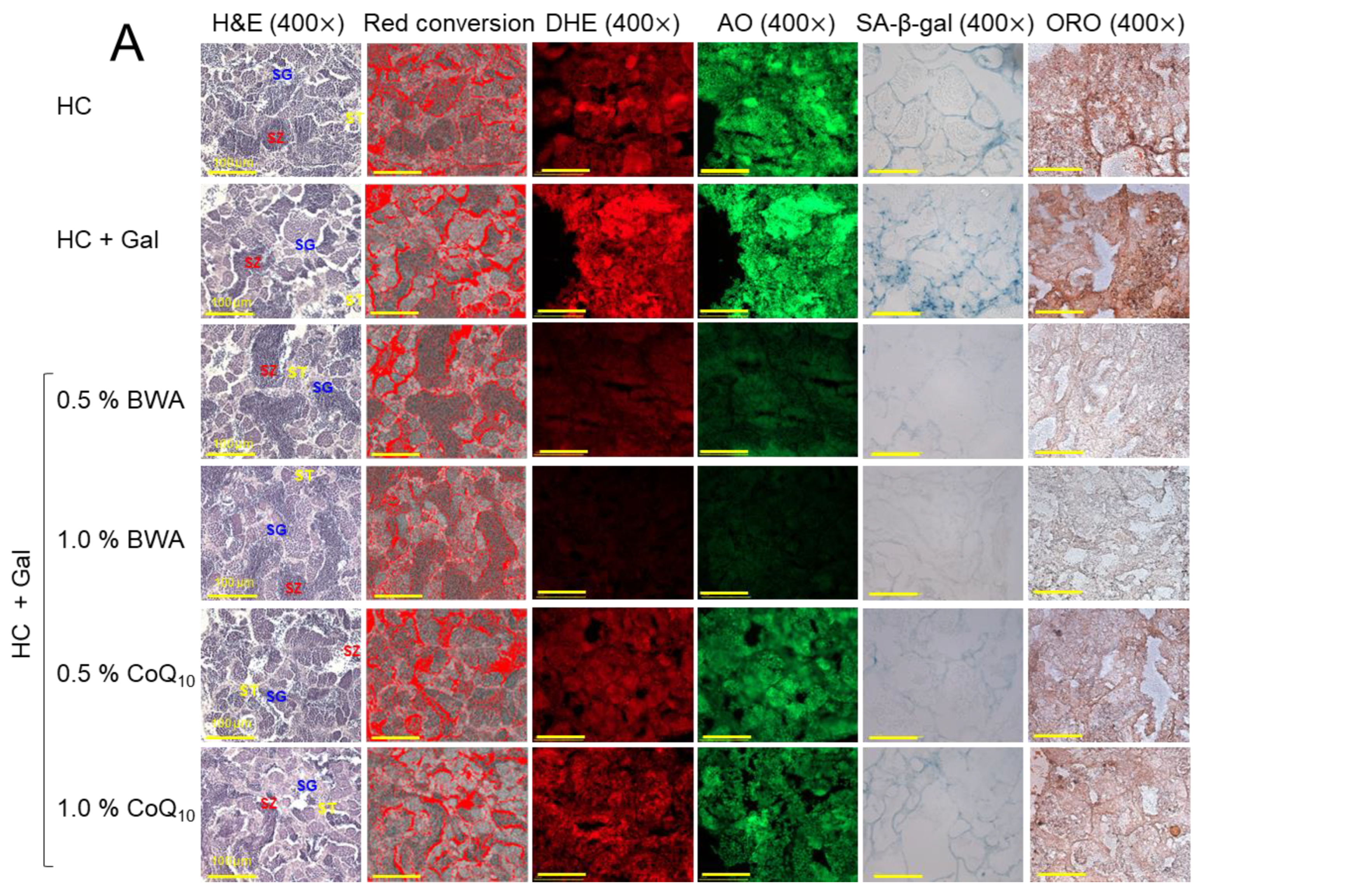 Pharmaceuticals 17 01250 g009a