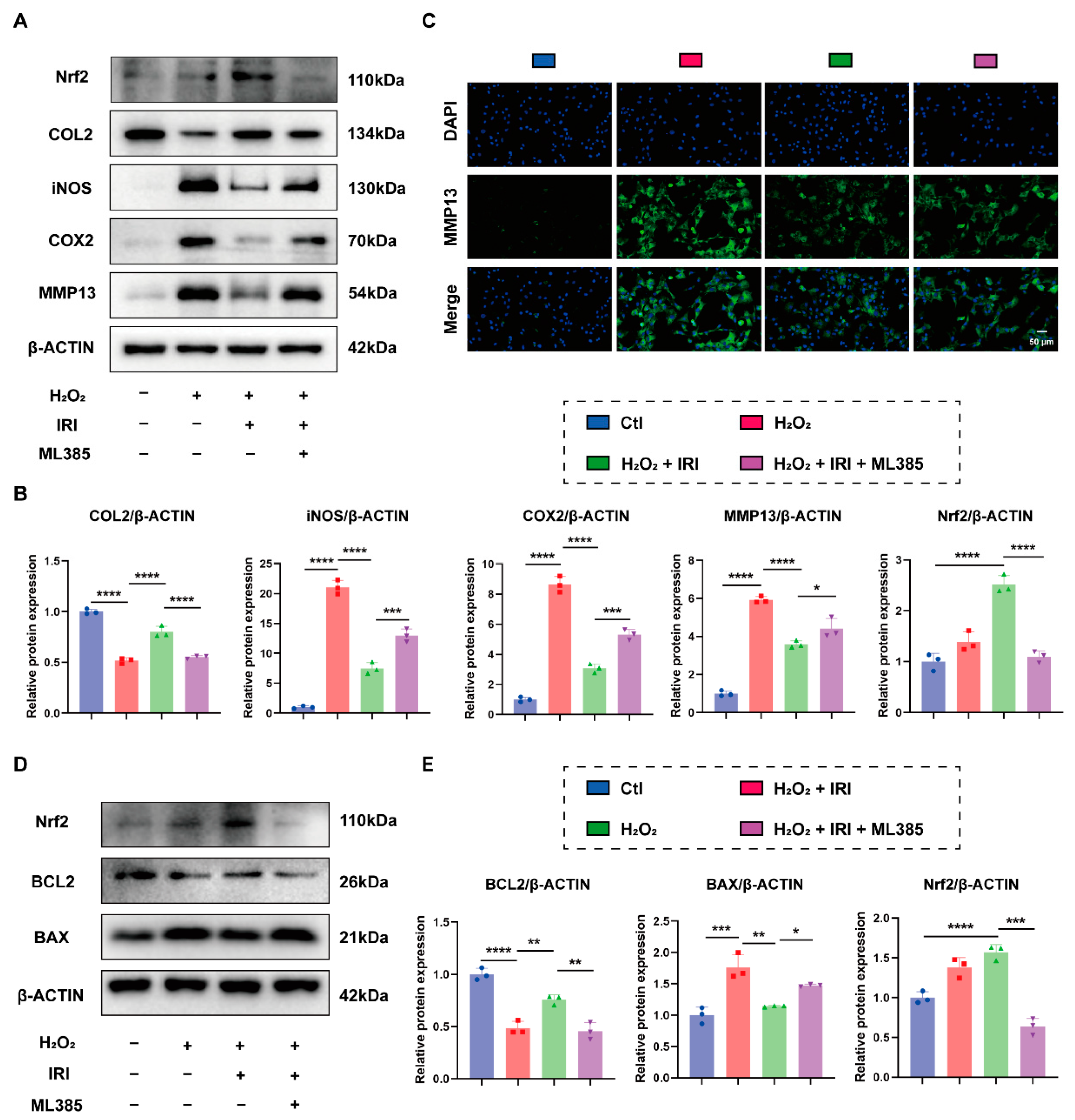 Pharmaceuticals 17 01268 g005