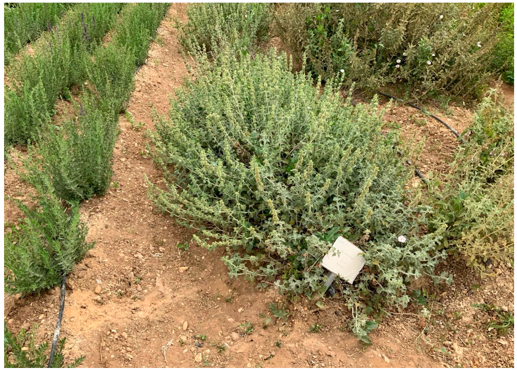 Pharmaceuticals 17 01282 g009