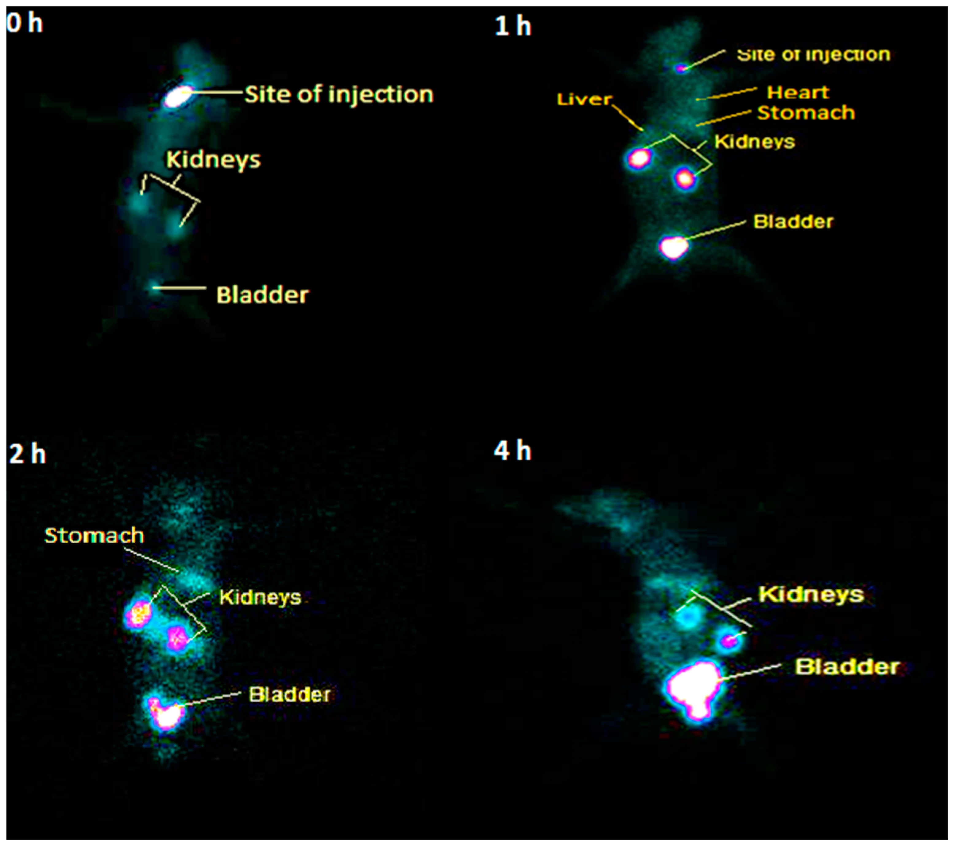 Pharmaceuticals 17 01283 g009