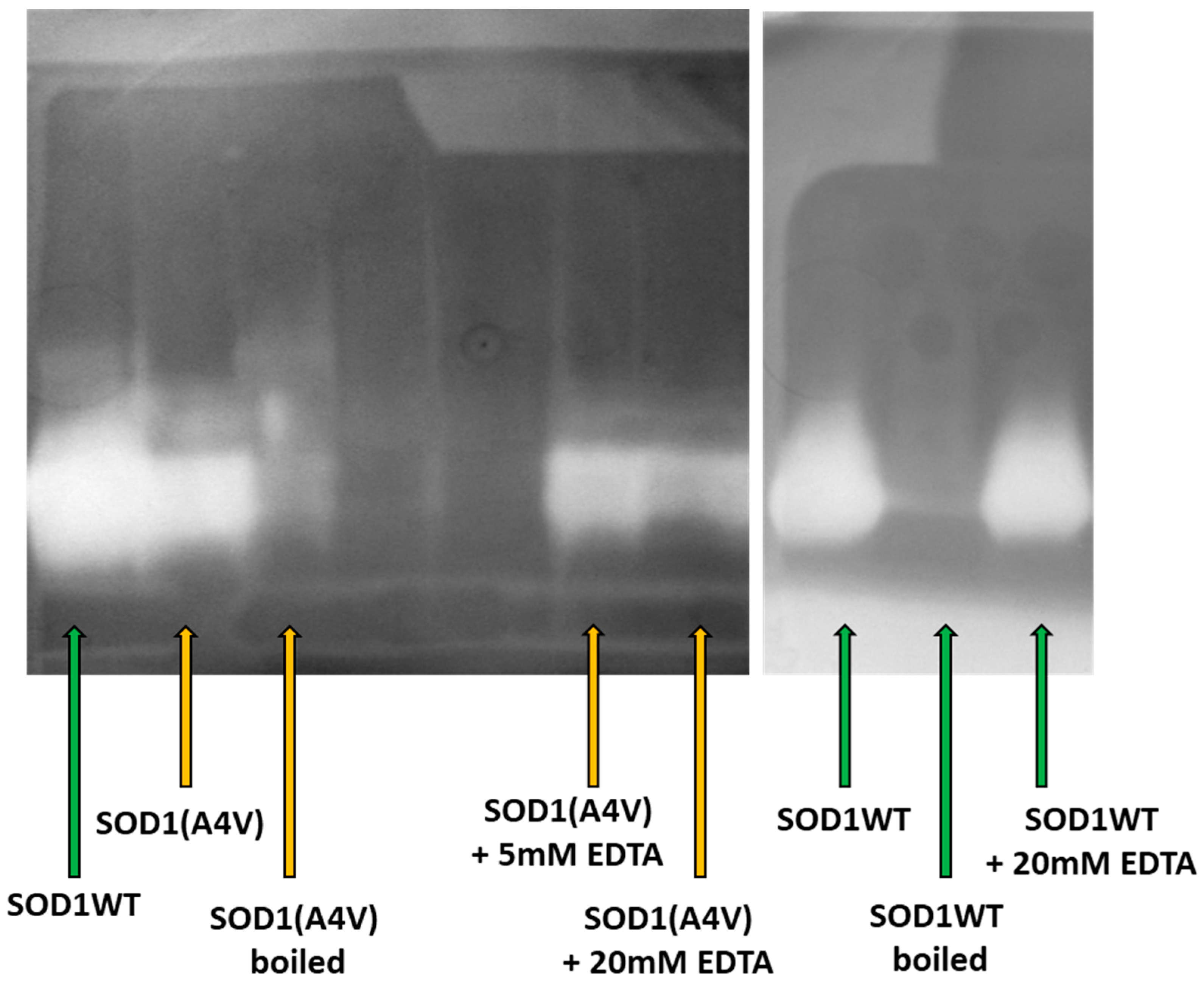 Pharmaceuticals 17 01286 g004