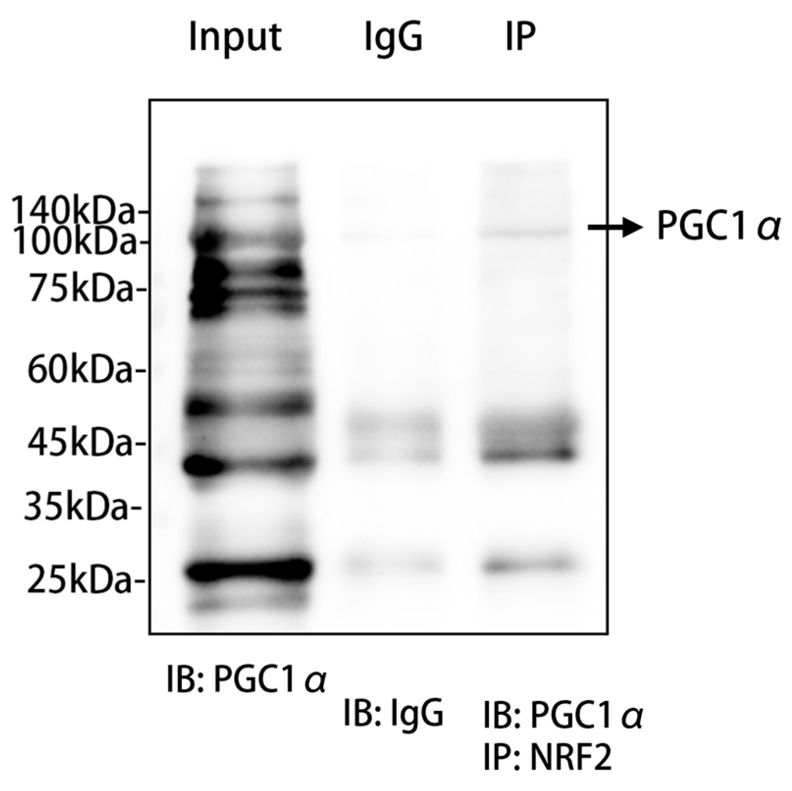Pharmaceuticals 17 01287 g007