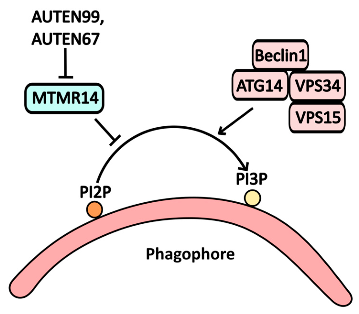 Pharmaceuticals 17 01355 g004