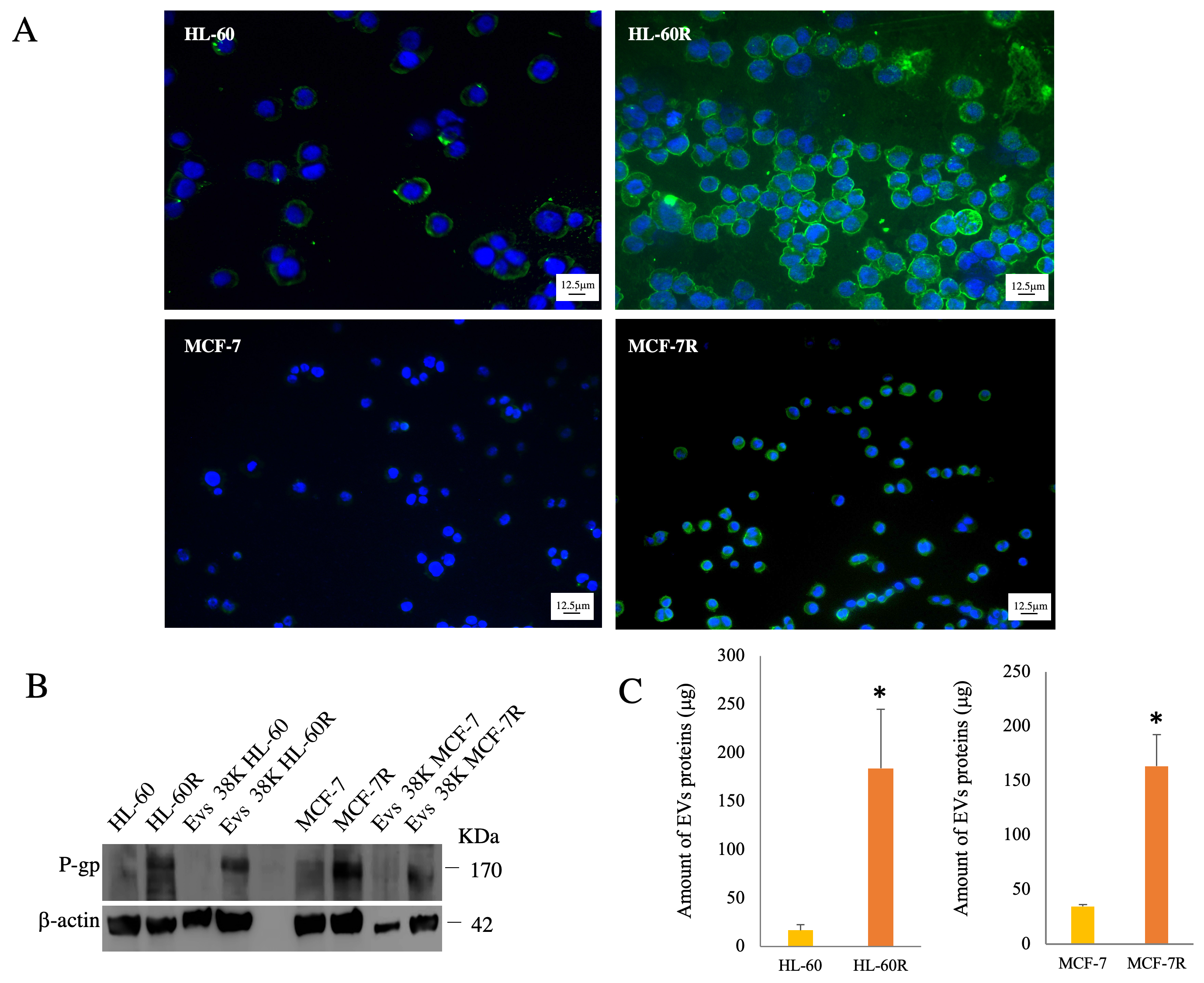 Pharmaceuticals 17 01358 g001
