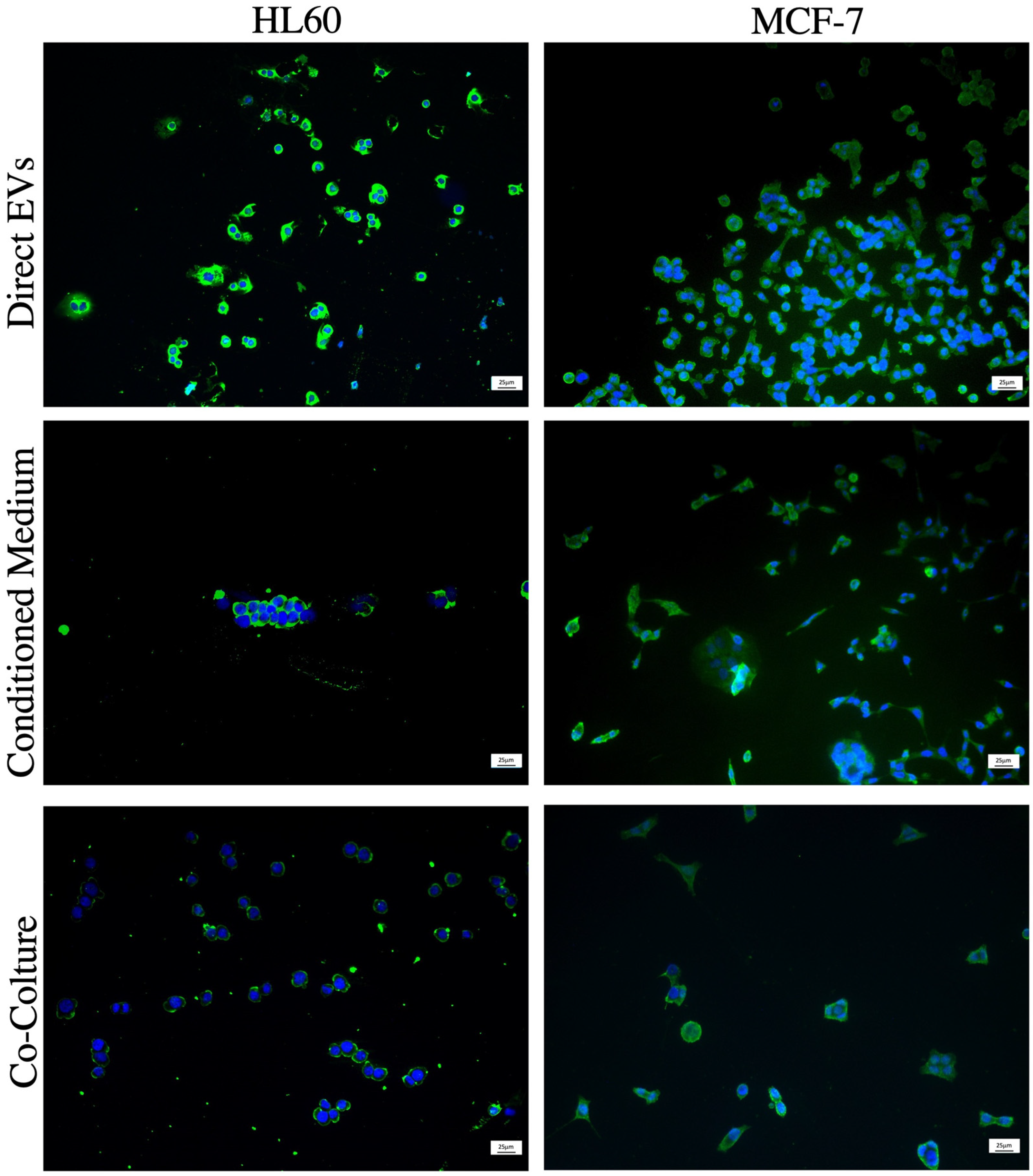 Pharmaceuticals 17 01358 g004