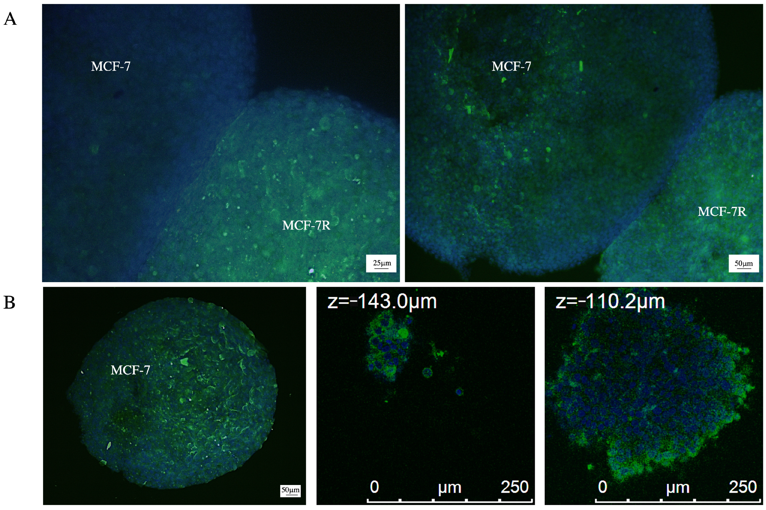 Pharmaceuticals 17 01358 g006