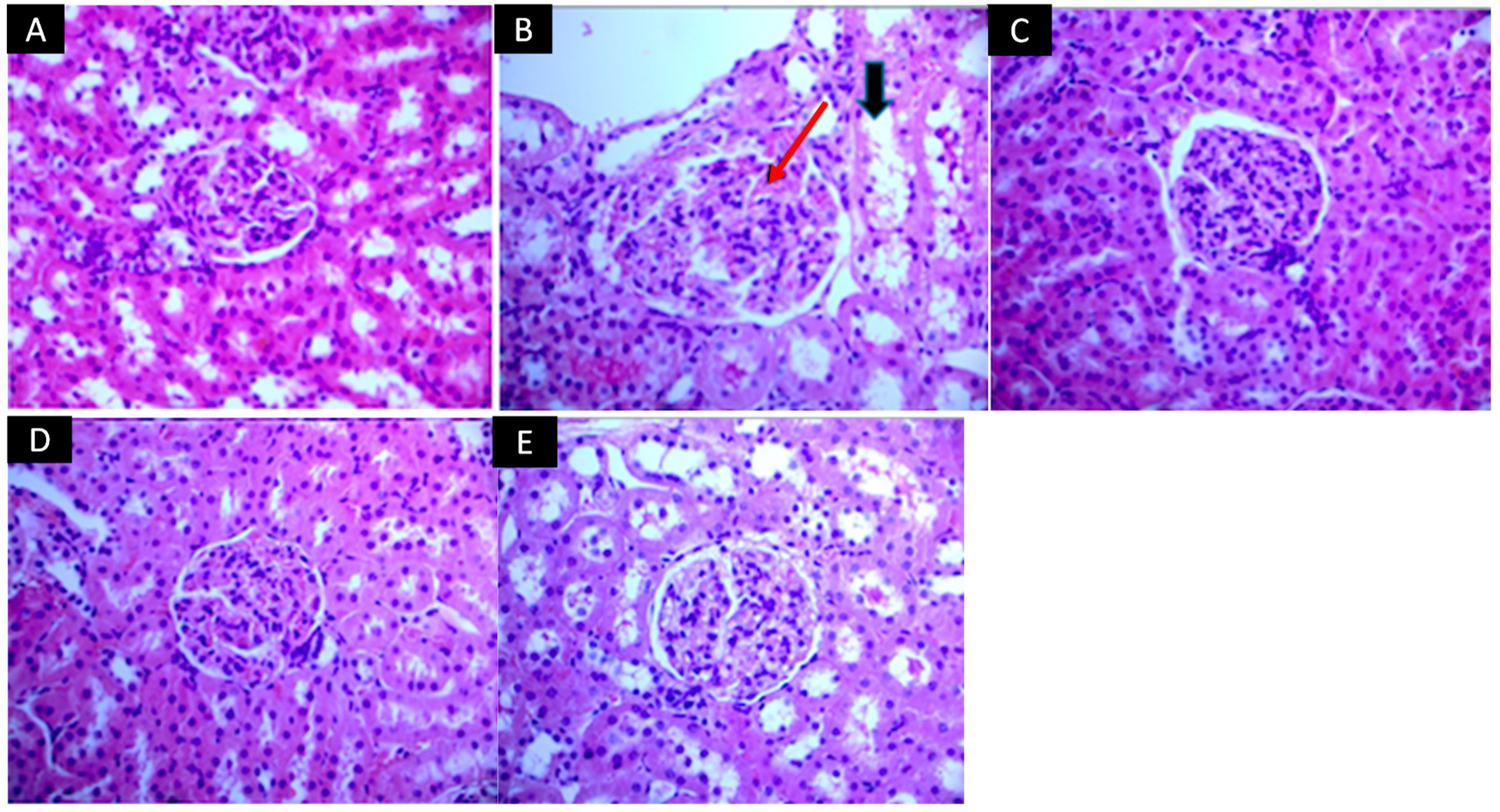 Pharmaceuticals 17 01393 g003