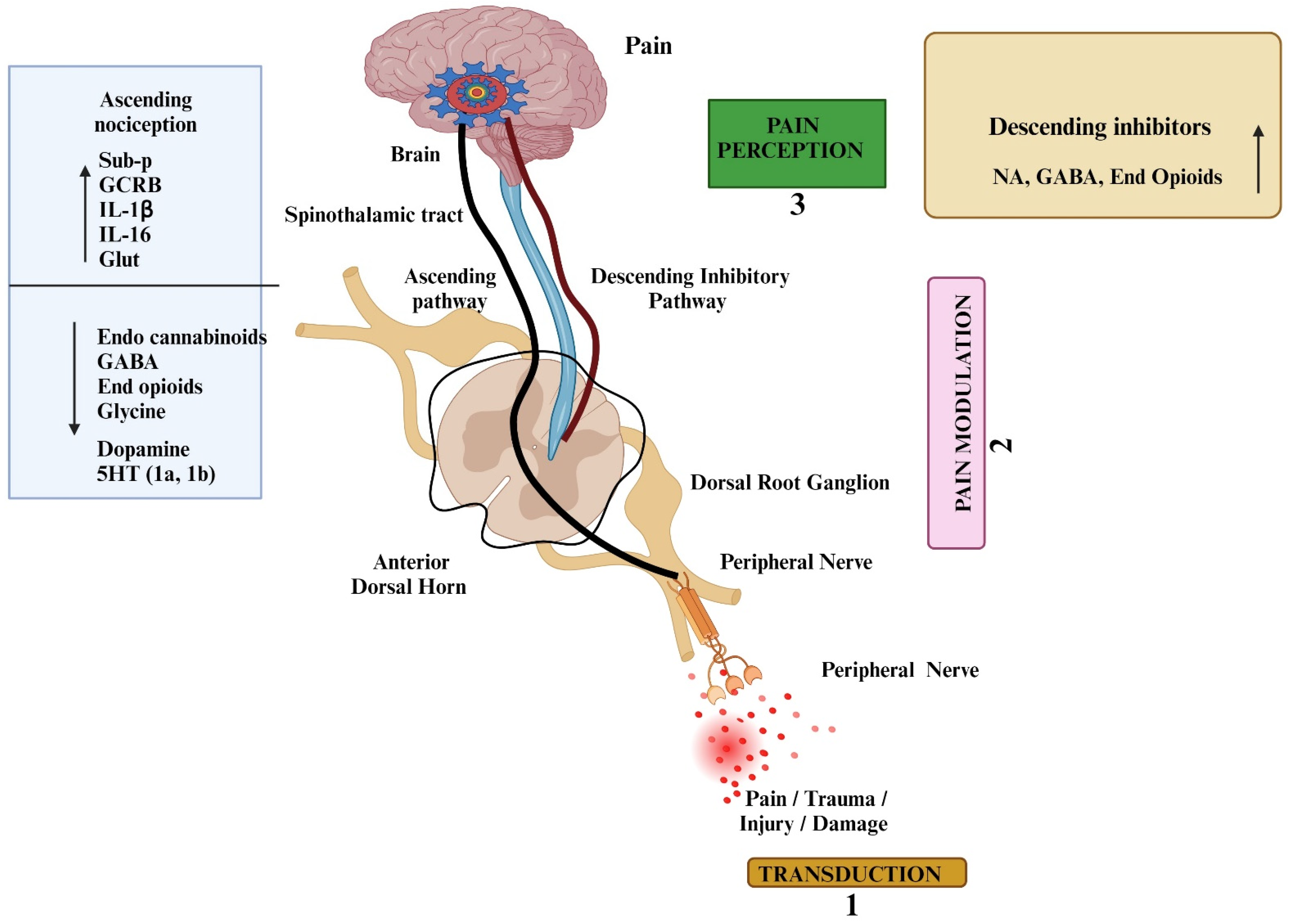 Pharmaceuticals 17 01439 g001