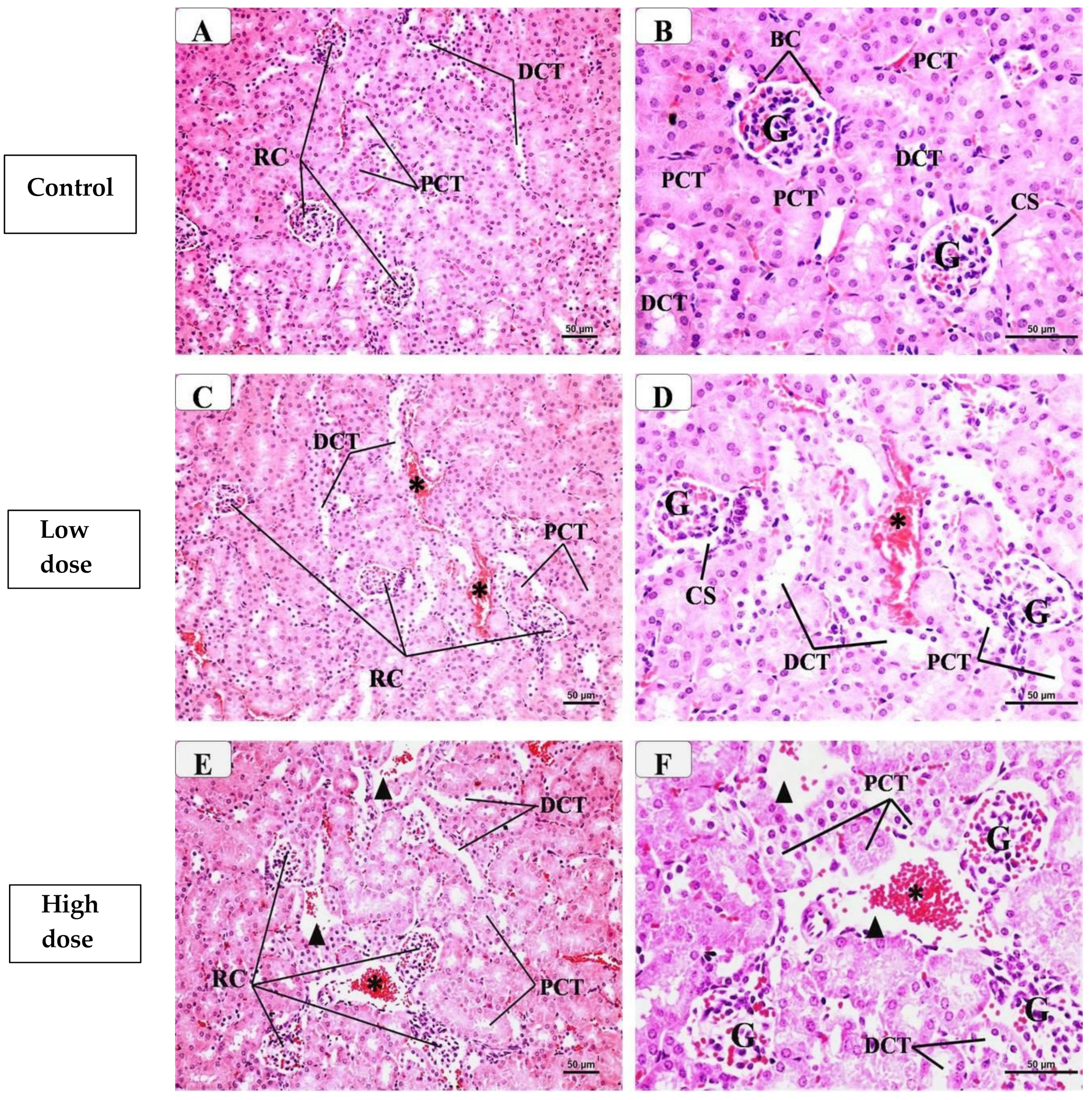 Pharmaceuticals 17 01454 g002a