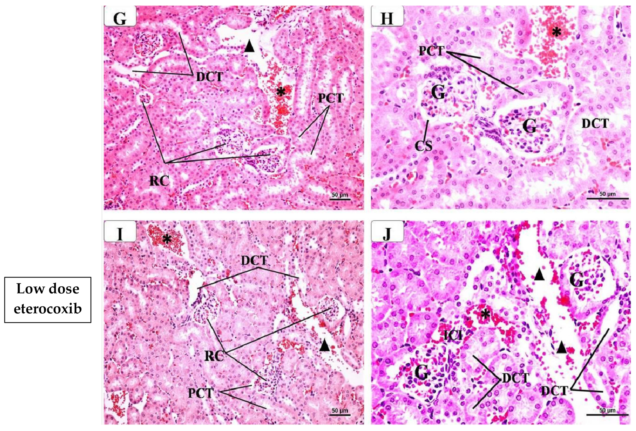 Pharmaceuticals 17 01454 g002b