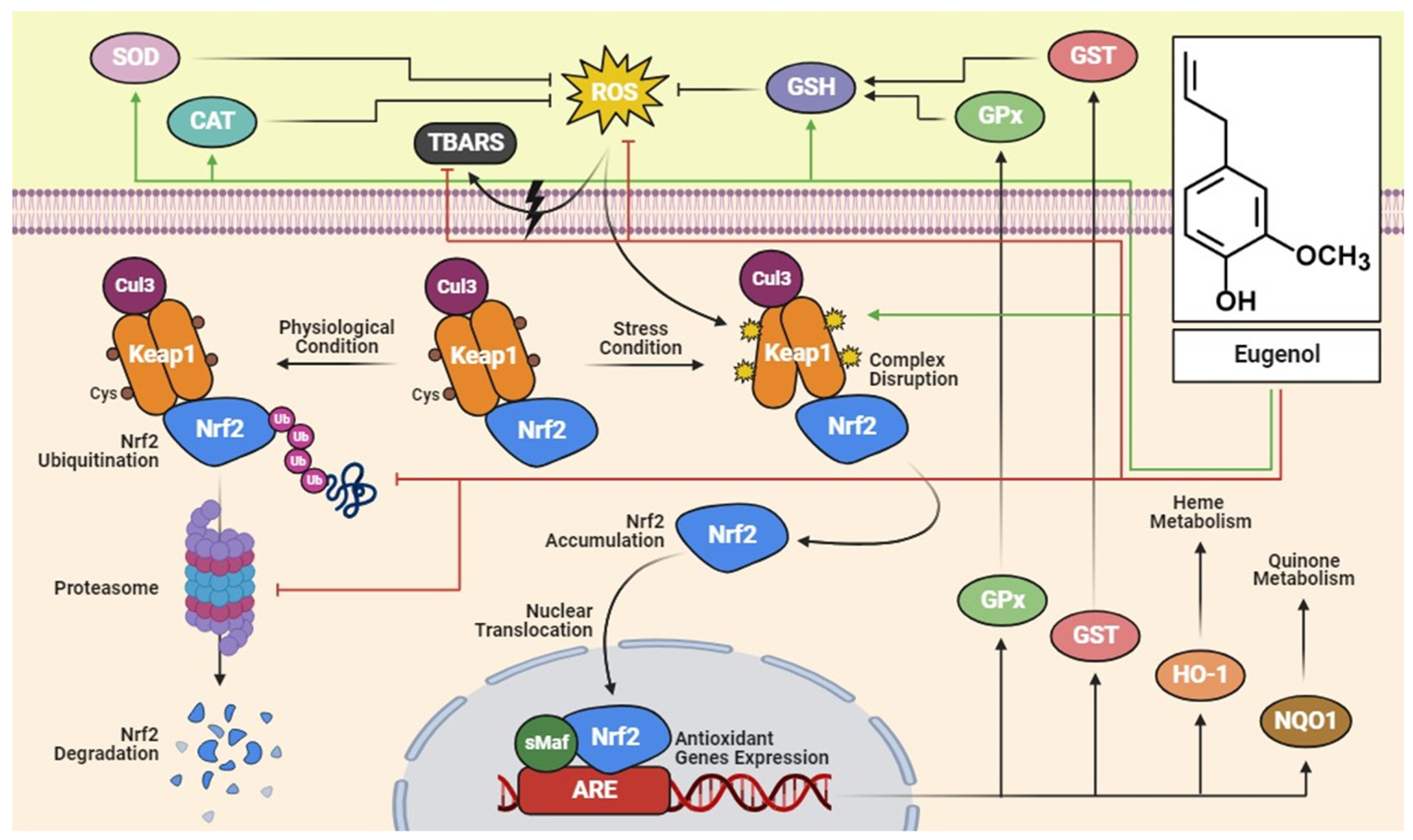 Pharmaceuticals 17 01505 g003