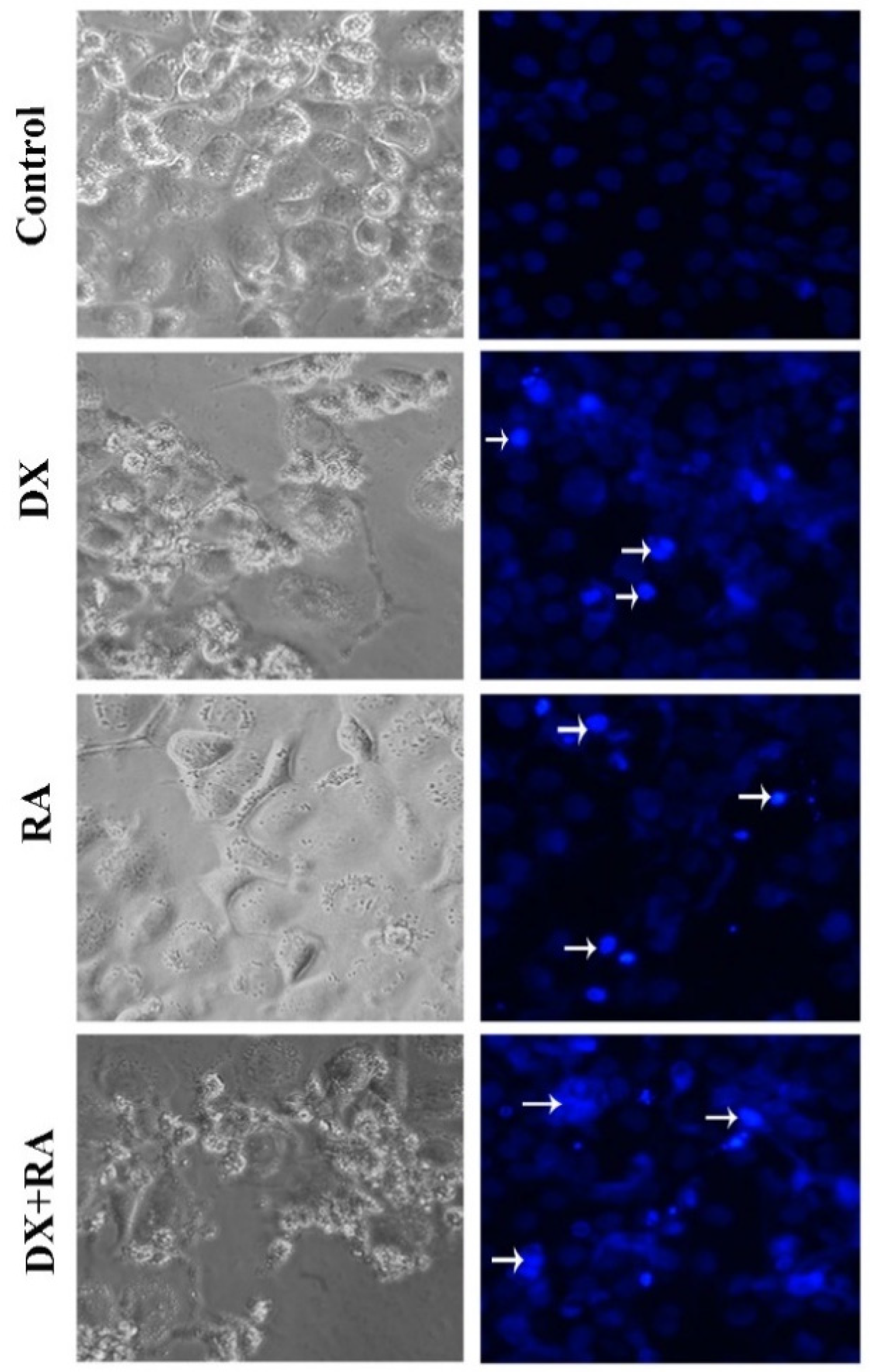 Pharmaceuticals 17 01606 g004