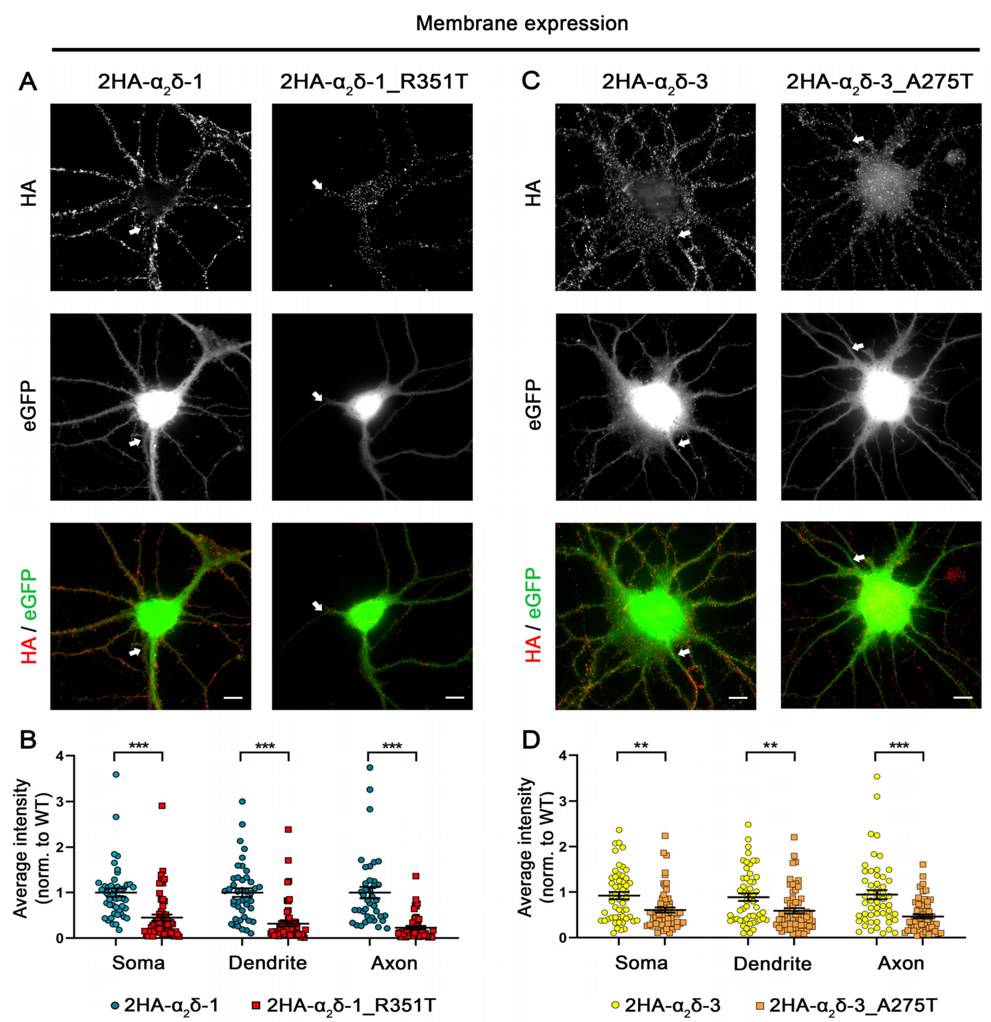 Pharmaceuticals 17 01608 g002