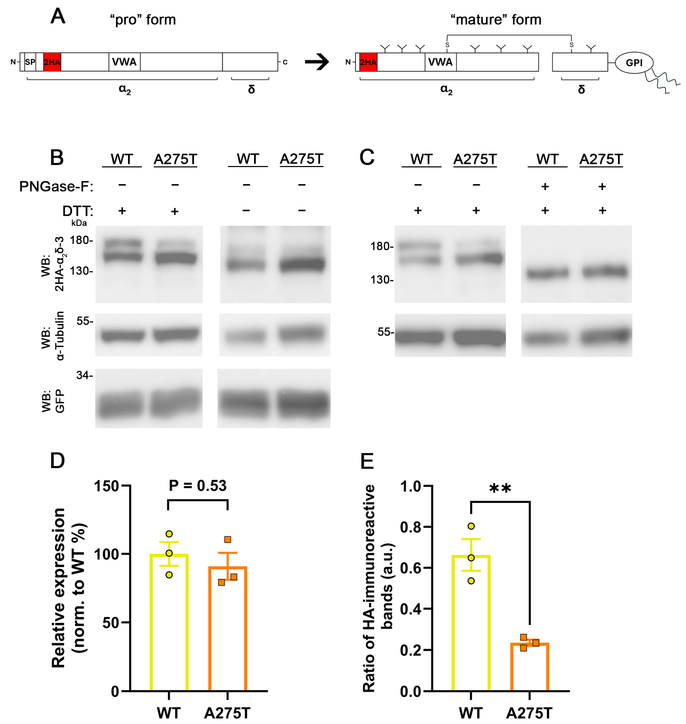 Pharmaceuticals 17 01608 g005