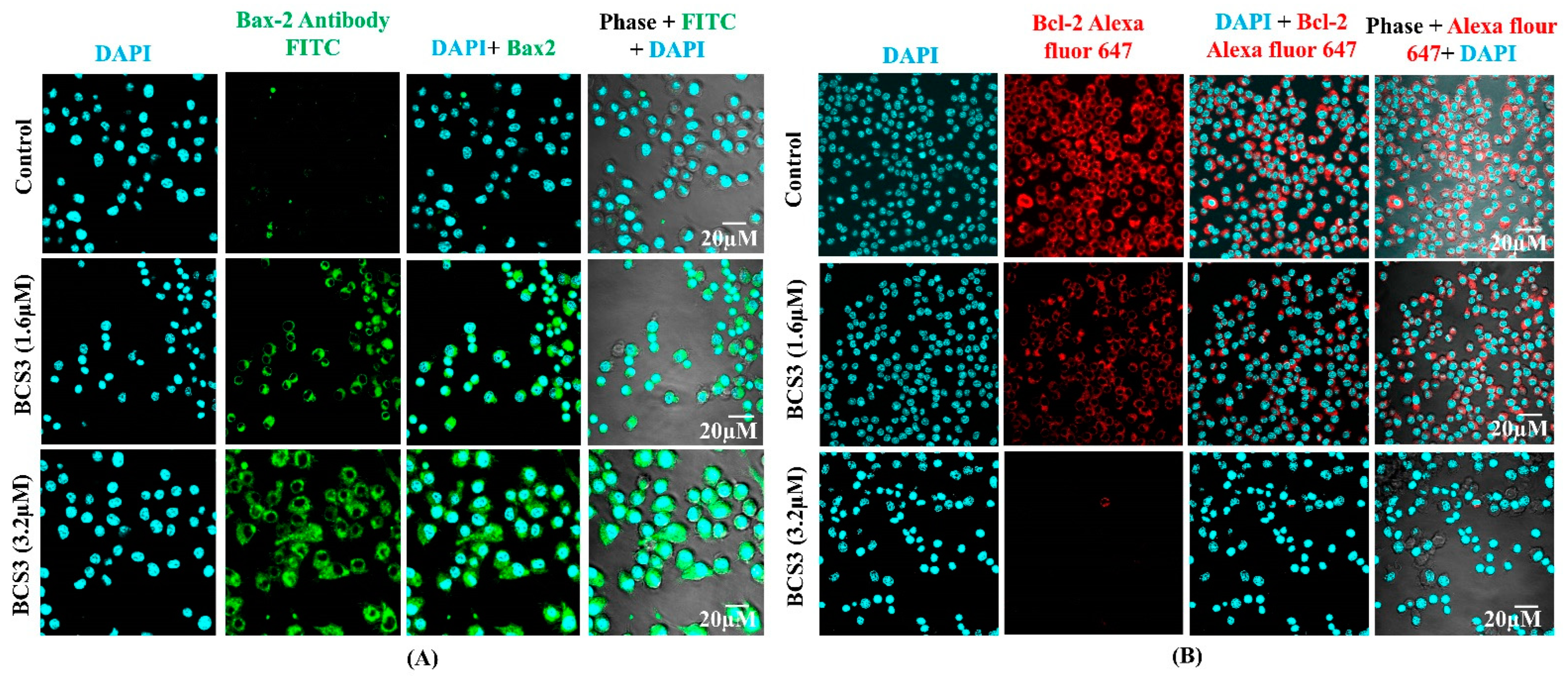 Pharmaceuticals 17 01645 g006