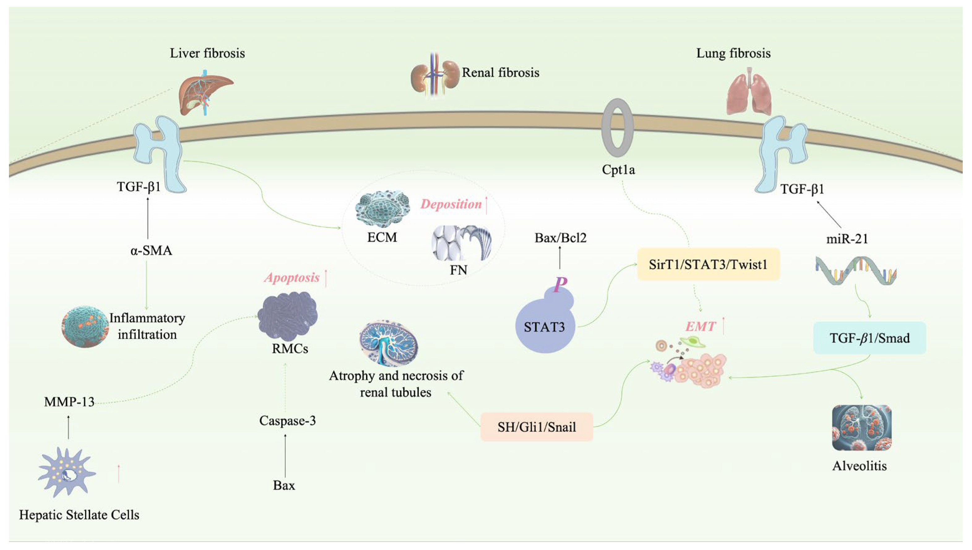Pharmaceuticals 17 01665 g004
