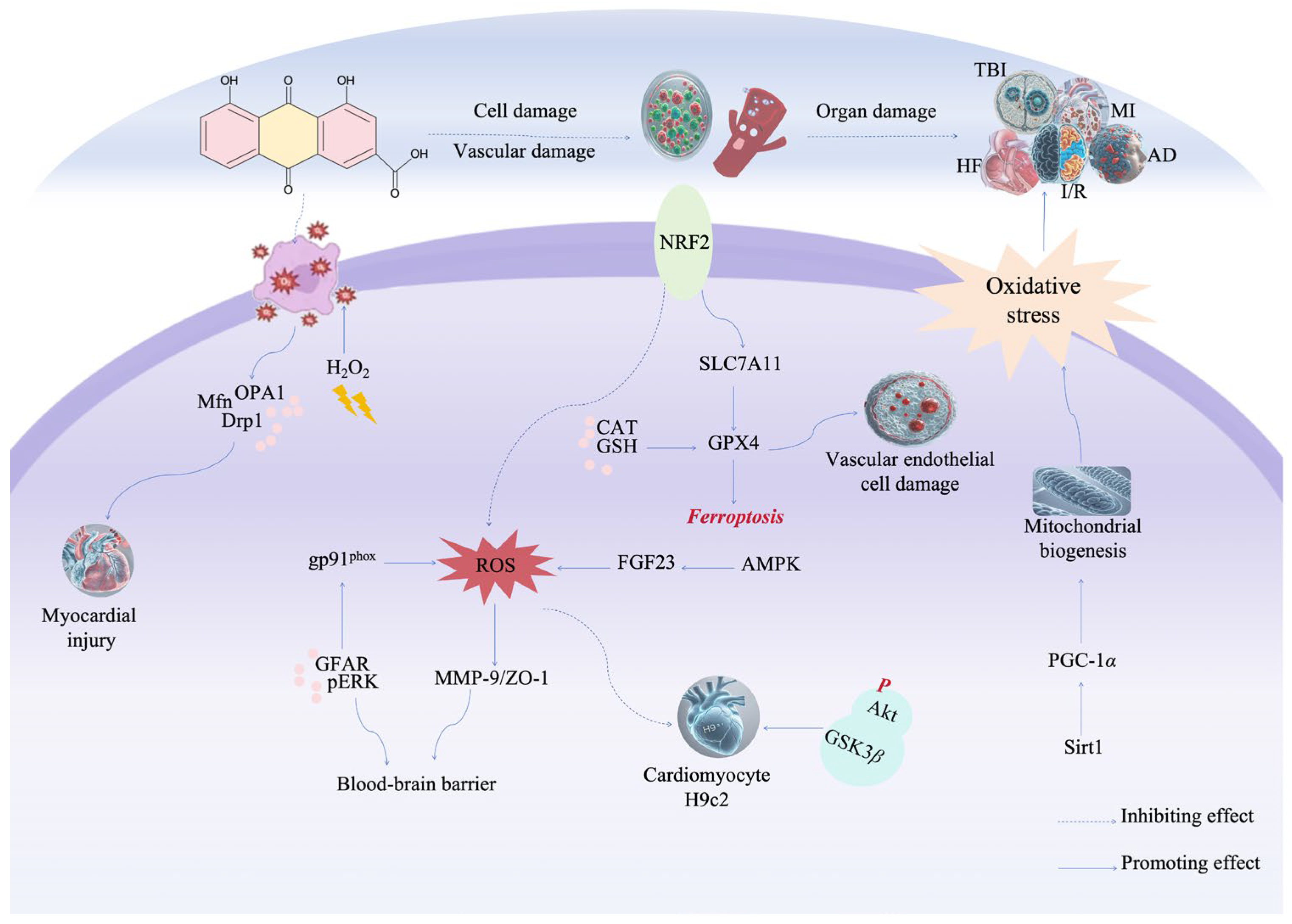 Pharmaceuticals 17 01665 g005