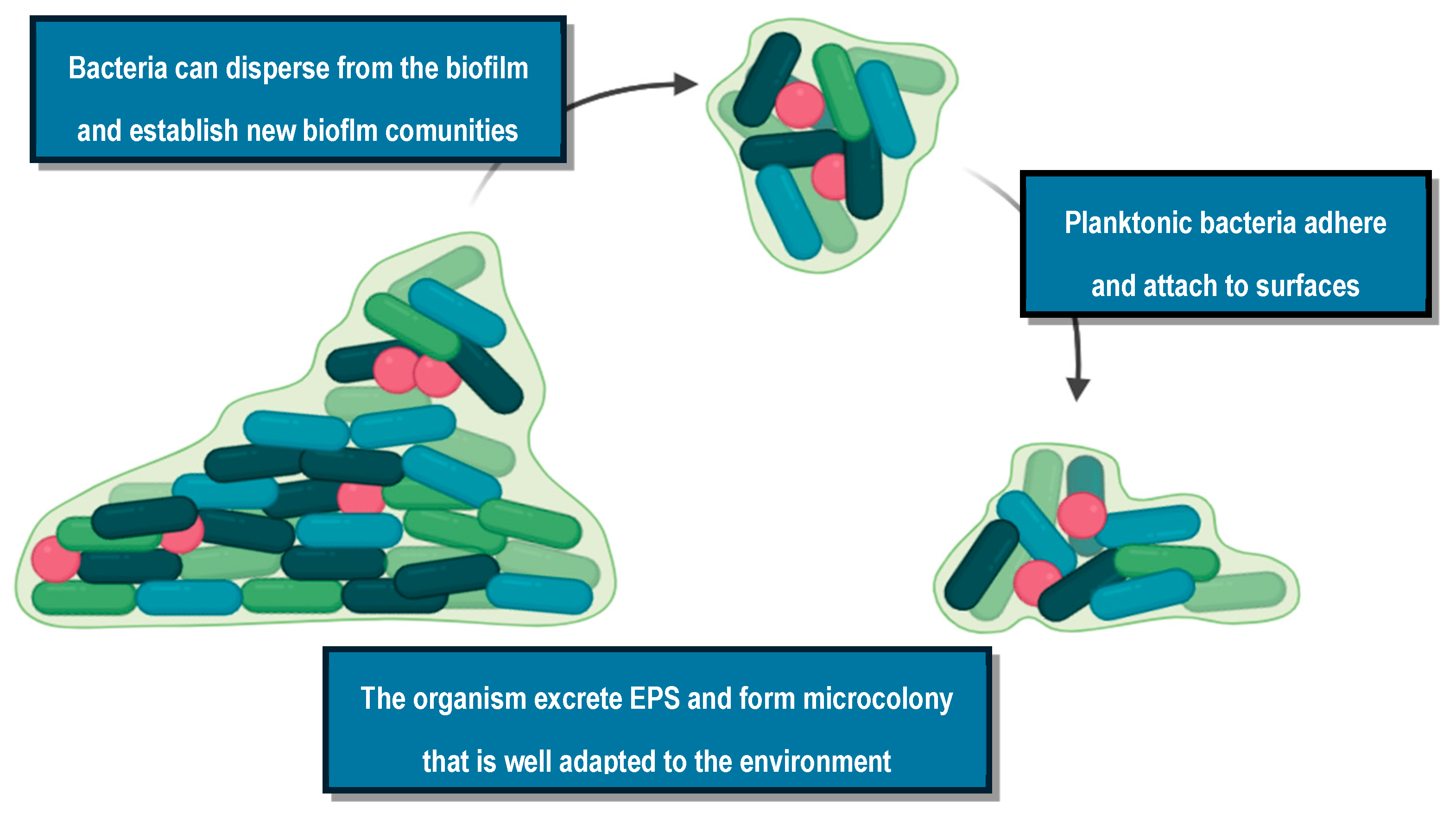 Pharmaceuticals 17 01673 g005