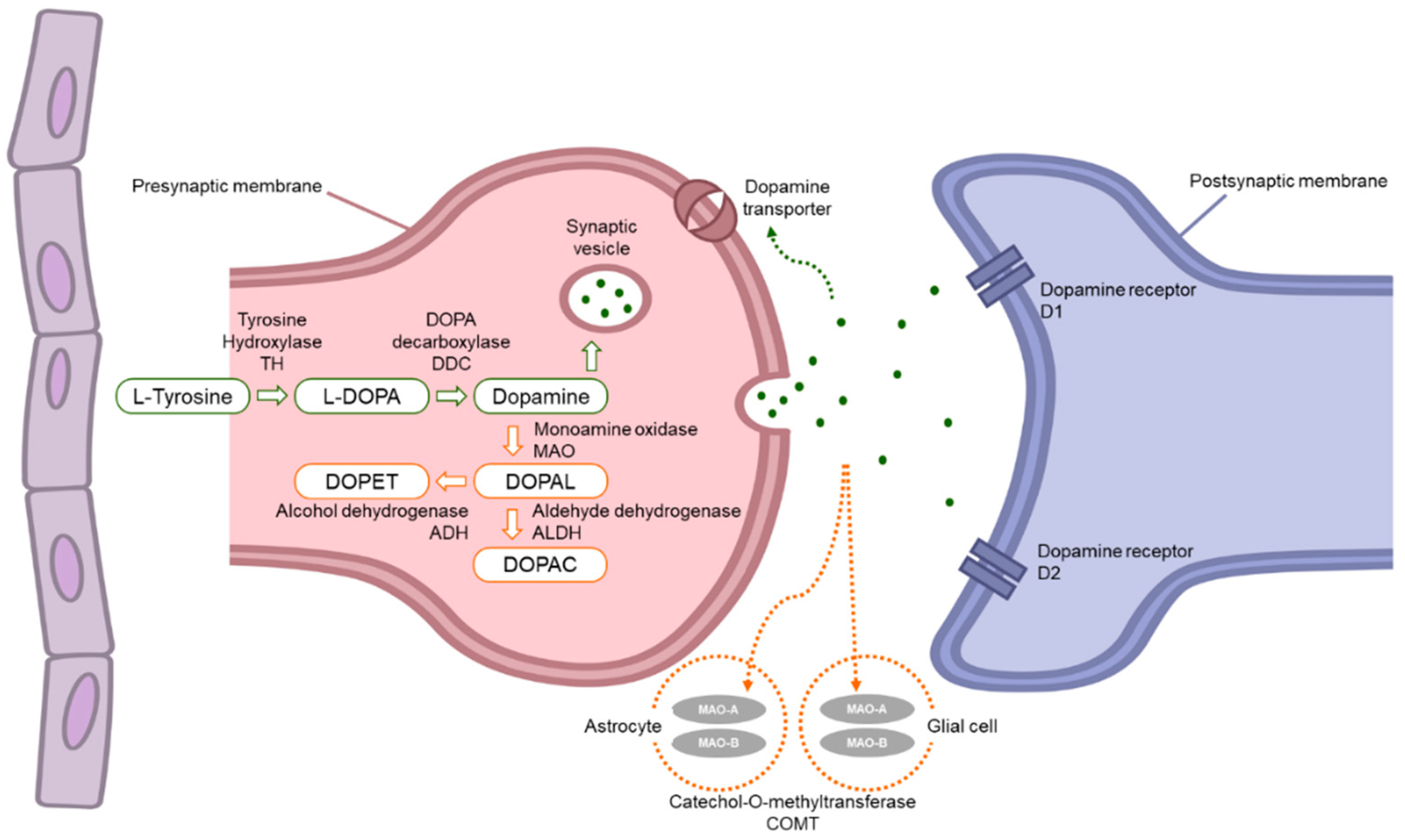 Pharmaceuticals 17 01688 g001