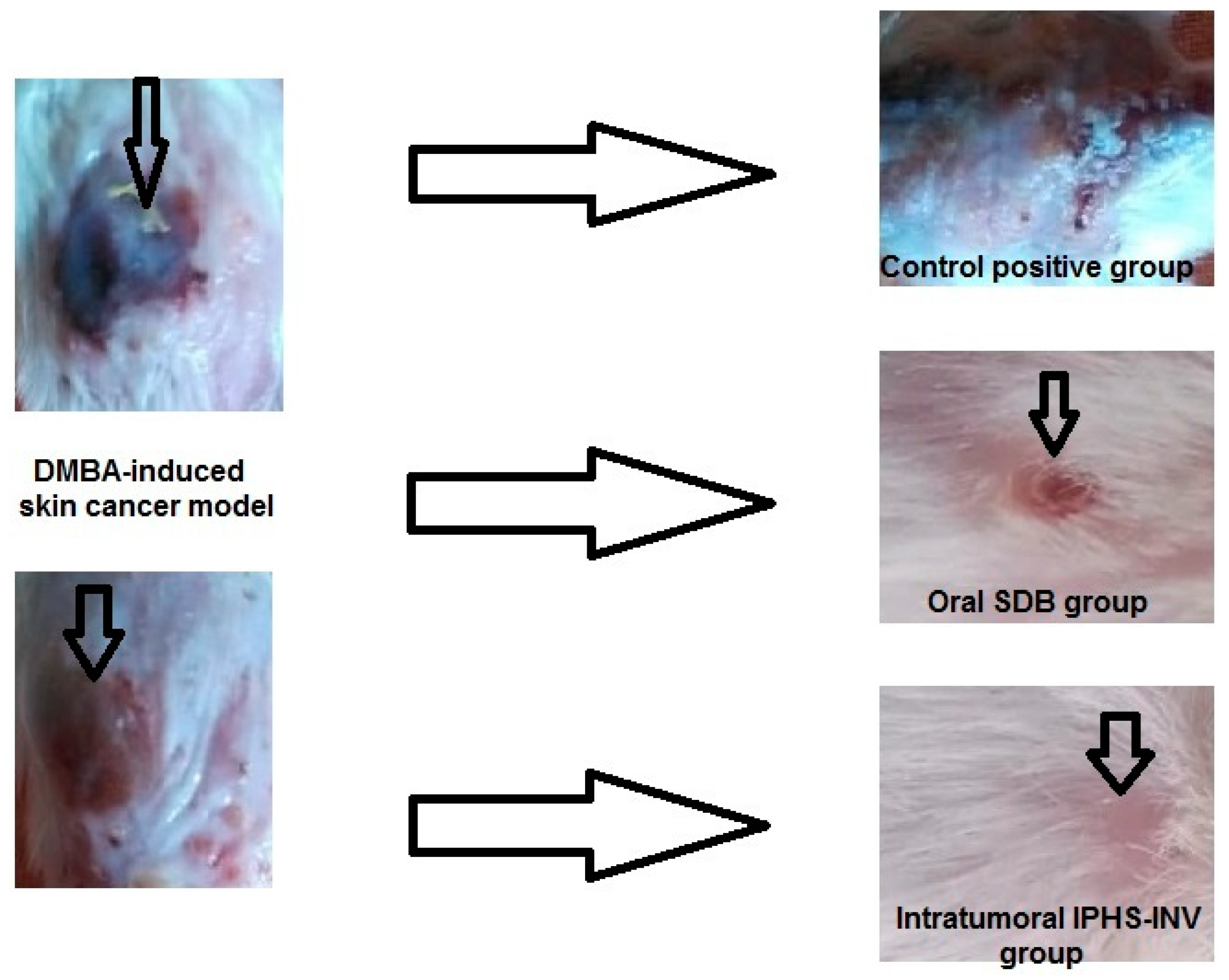 Pharmaceuticals 18 00031 g005