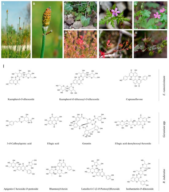 Pharmaceuticals 18 00039 g001