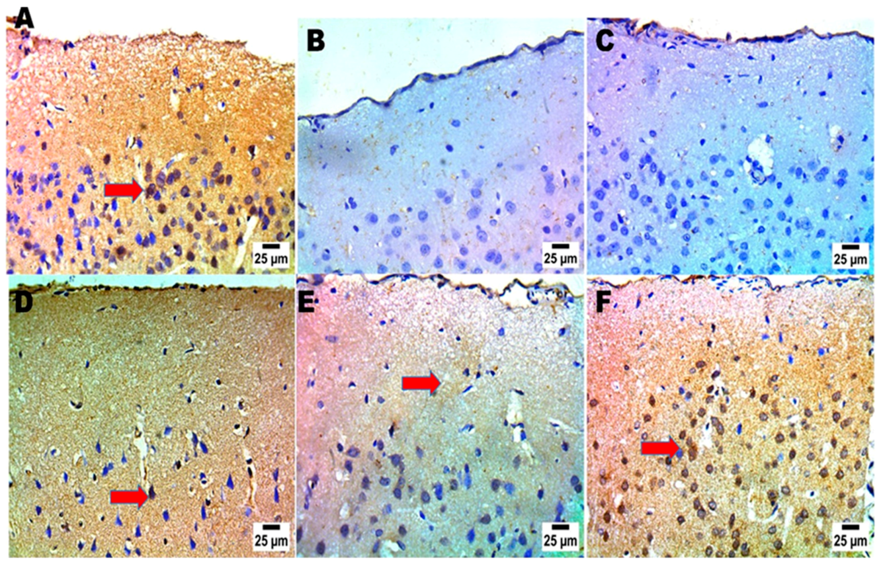 Pharmaceuticals 18 00046 g006