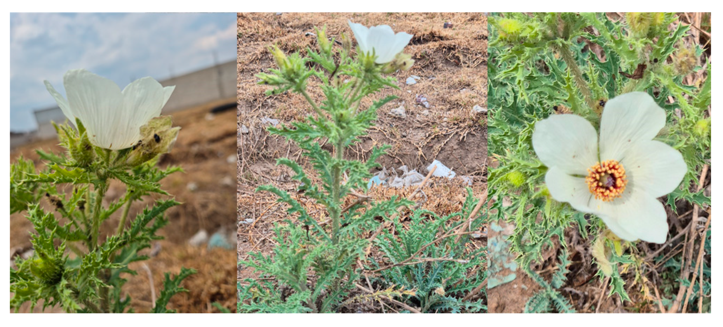 Pharmaceuticals 18 00049 g006