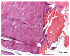 Pharmaceuticals 18 00065 i009 Pharmaceuticals 18 00065 i009